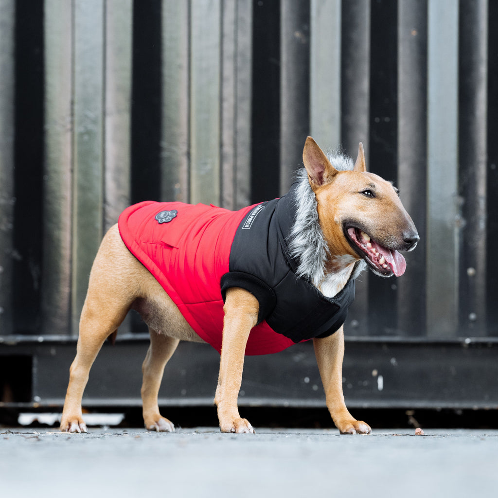 True North Parka by Canada Pooch | Canadapoud 3A78