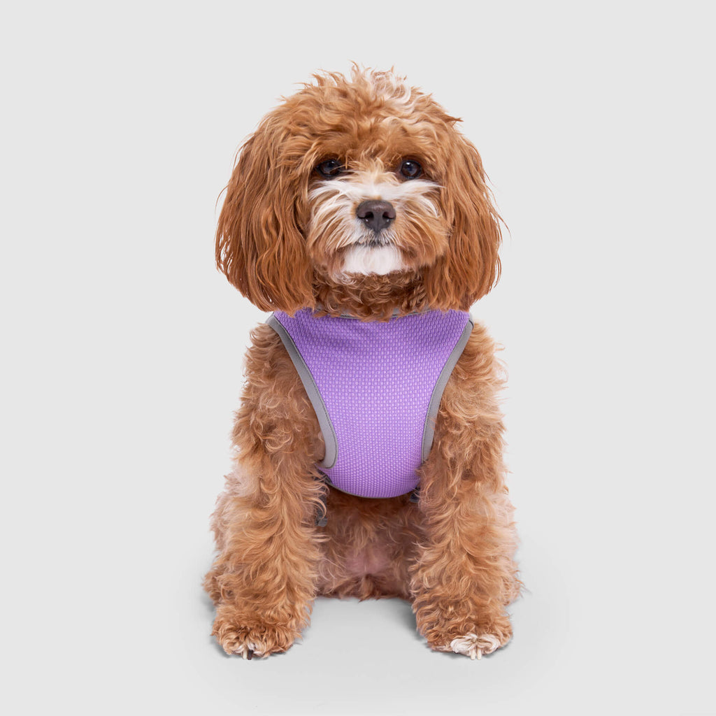 Chill Seeker Cooling Vest Wet Reveal by Canada Pooch | Canadapoud 37C2