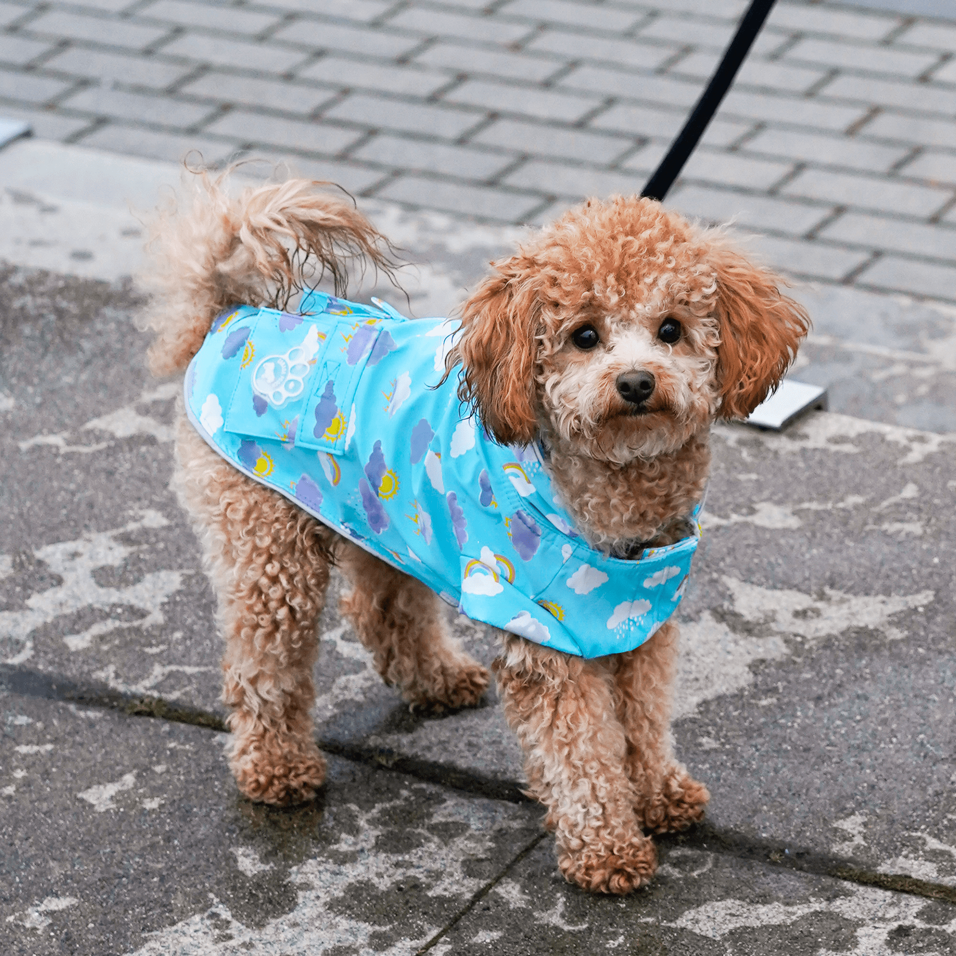 Wet Reveal Torrential Tracker by Canada Pooch | Canadapoud 261D