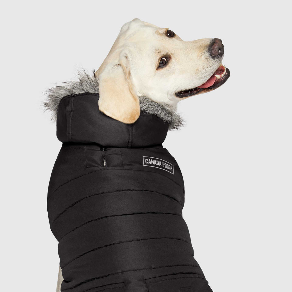 True North Parka by Canada Pooch | Canadapoud 3A78