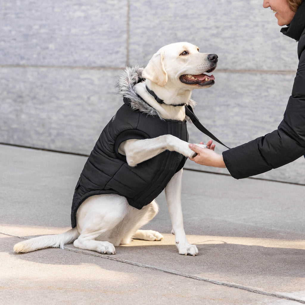 True North Parka by Canada Pooch | Canadapoud 3A78