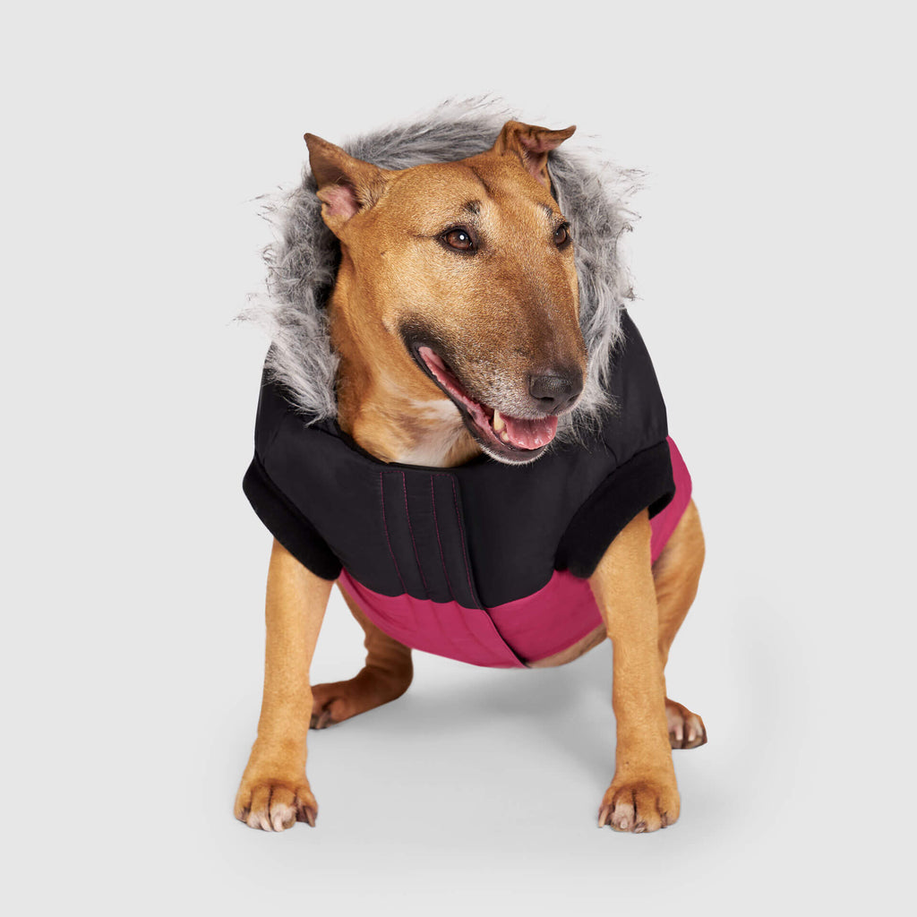 True North Parka by Canada Pooch | Canadapoud 3A78