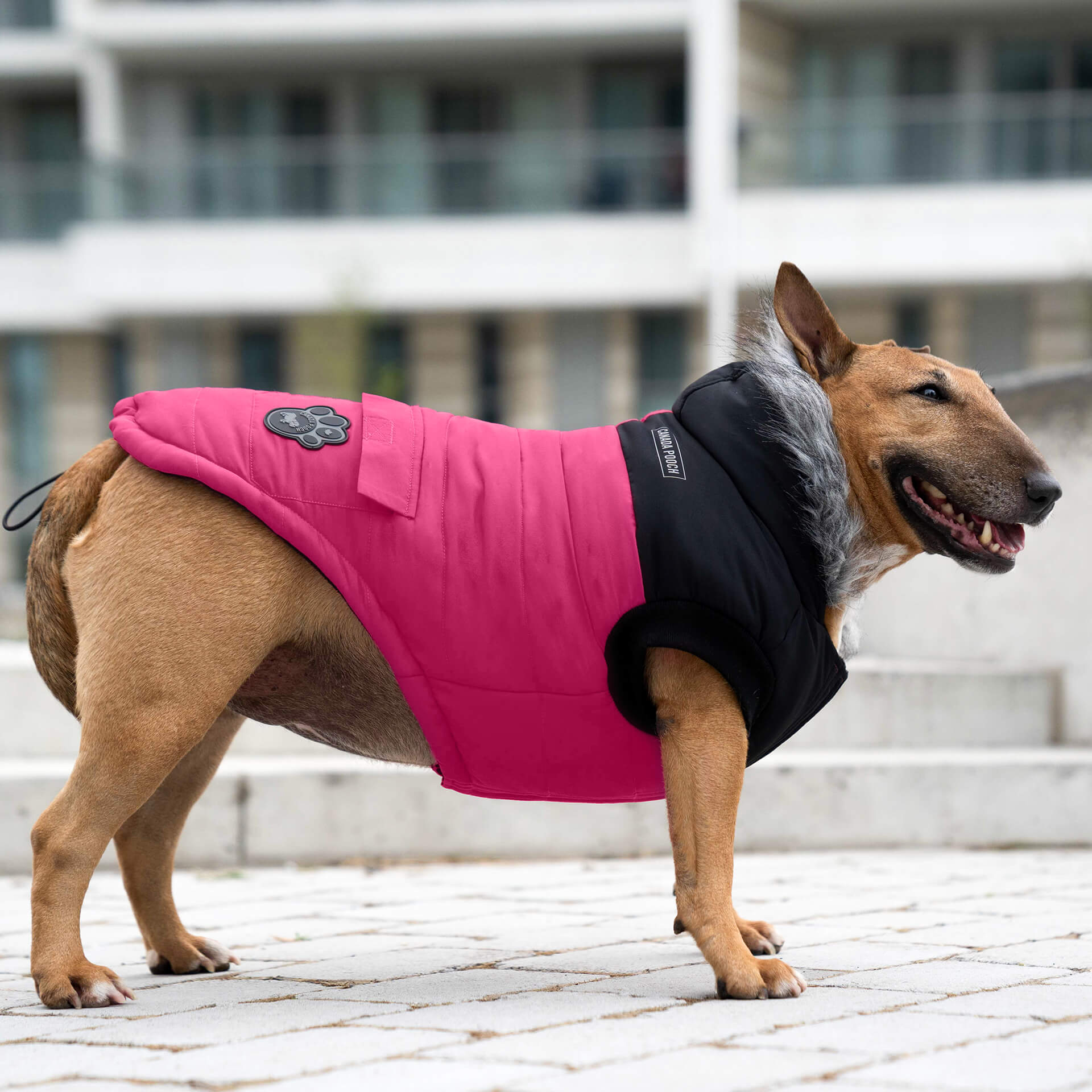 True North Parka by Canada Pooch | Canadapoud 3A78