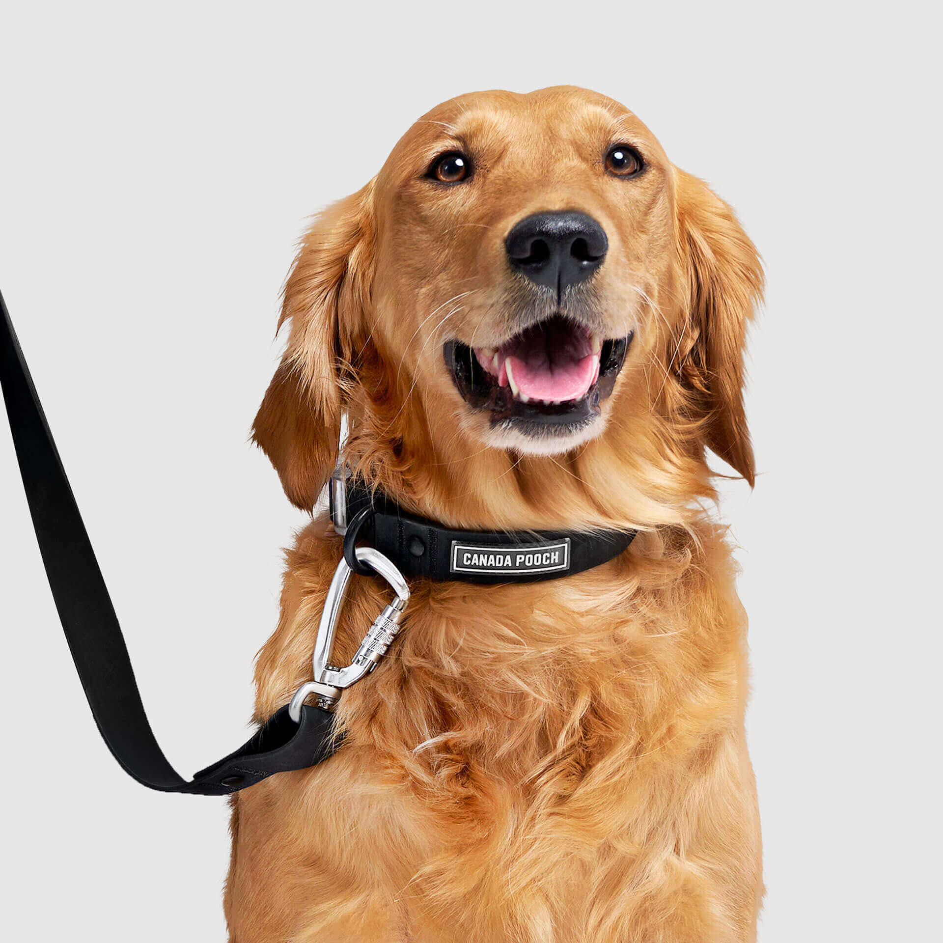 Waterproof Collar by Canada Pooch | Canadapoud 28A8