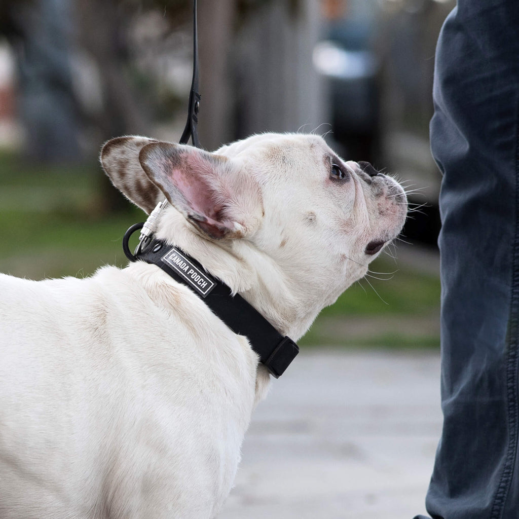 Waterproof Collar by Canada Pooch | Canadapoud 28A8