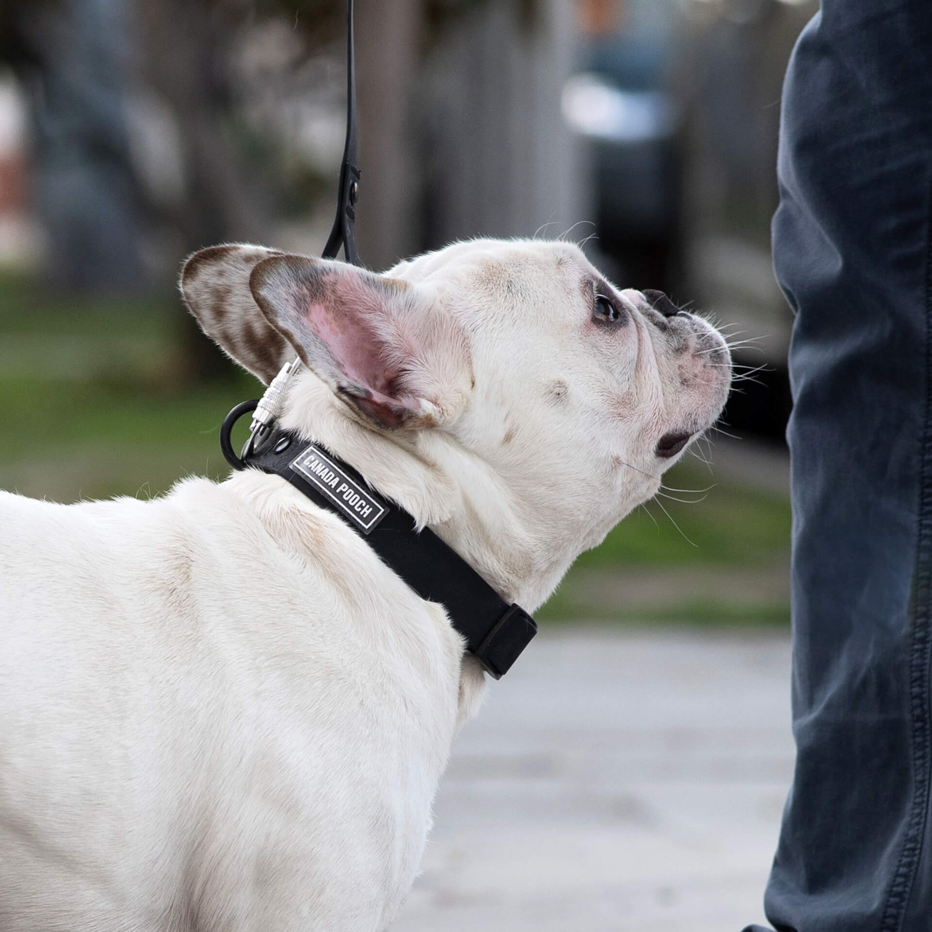 Waterproof Collar by Canada Pooch | Canadapoud 28A8