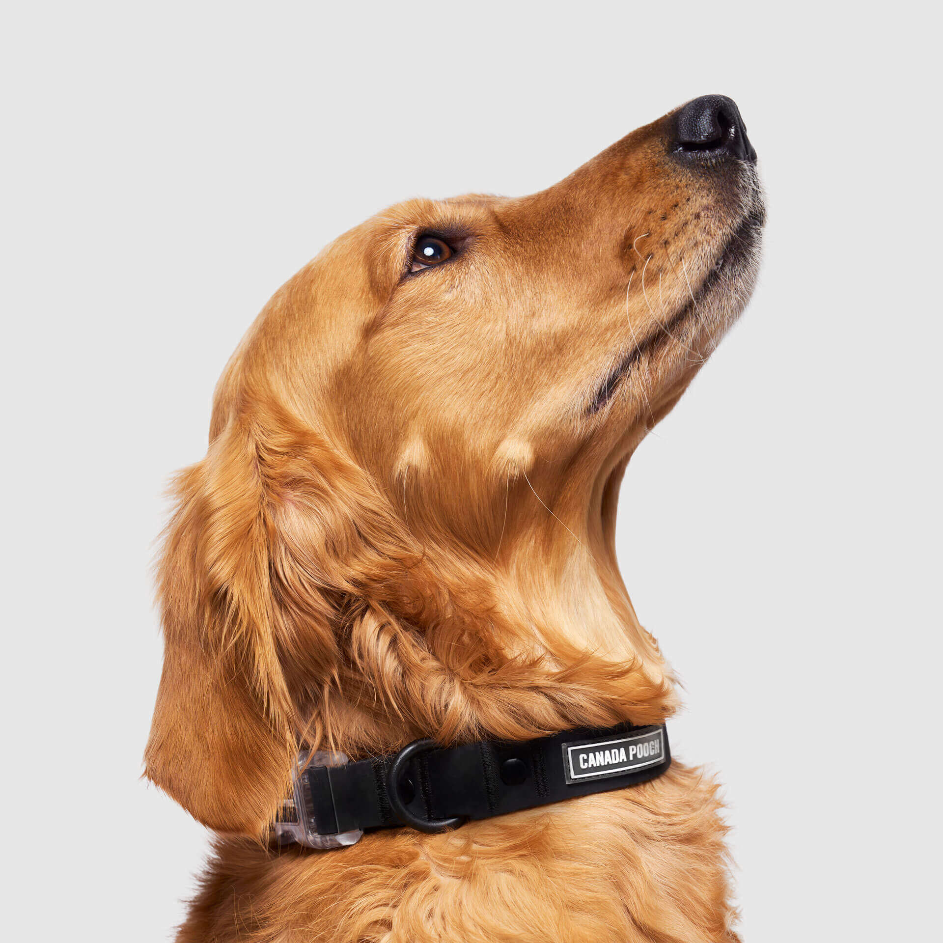 Waterproof Collar by Canada Pooch | Canadapoud 28A8