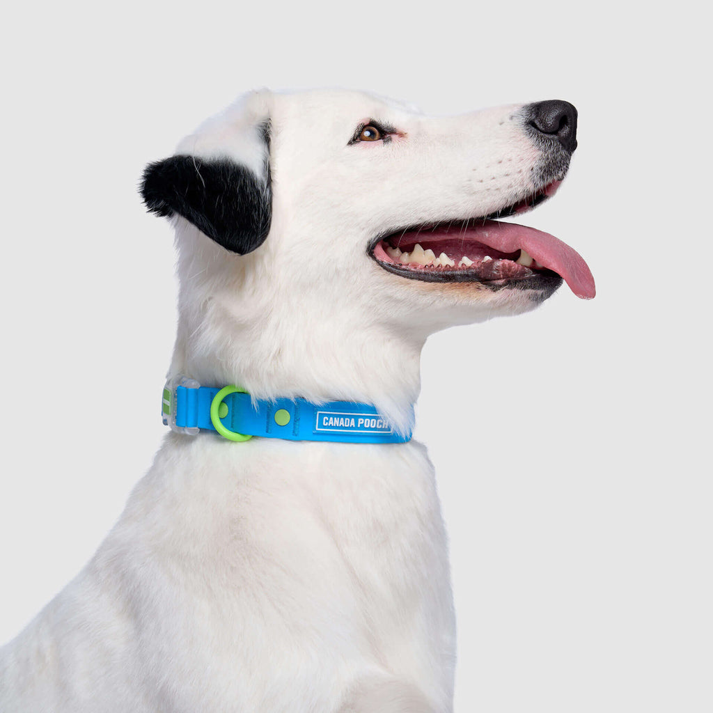 Waterproof Collar by Canada Pooch | Canadapoud 28A8