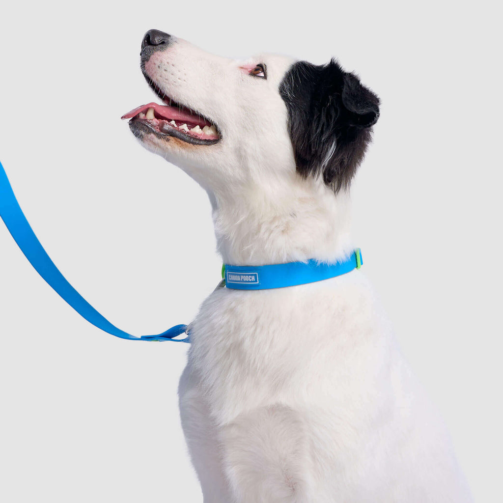 Waterproof Collar by Canada Pooch | Canadapoud 28A8