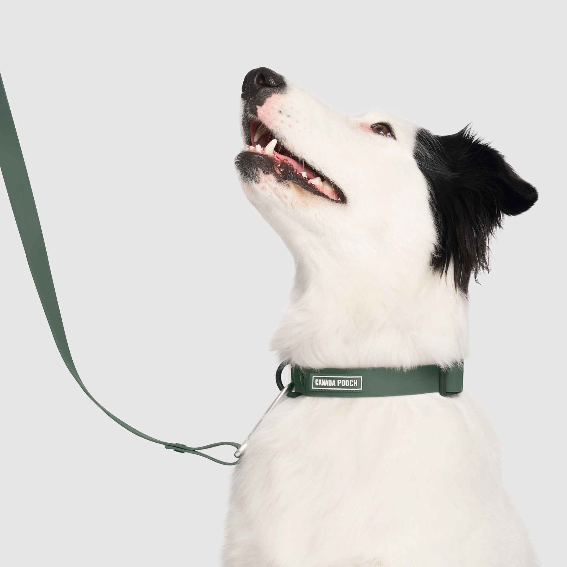 Waterproof Collar by Canada Pooch | Canadapoud 28A8