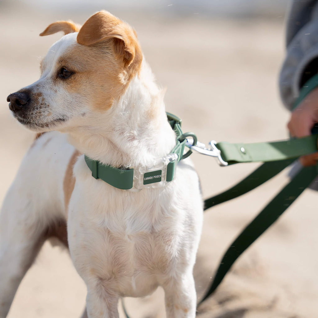 Waterproof Collar by Canada Pooch | Canadapoud 28A8