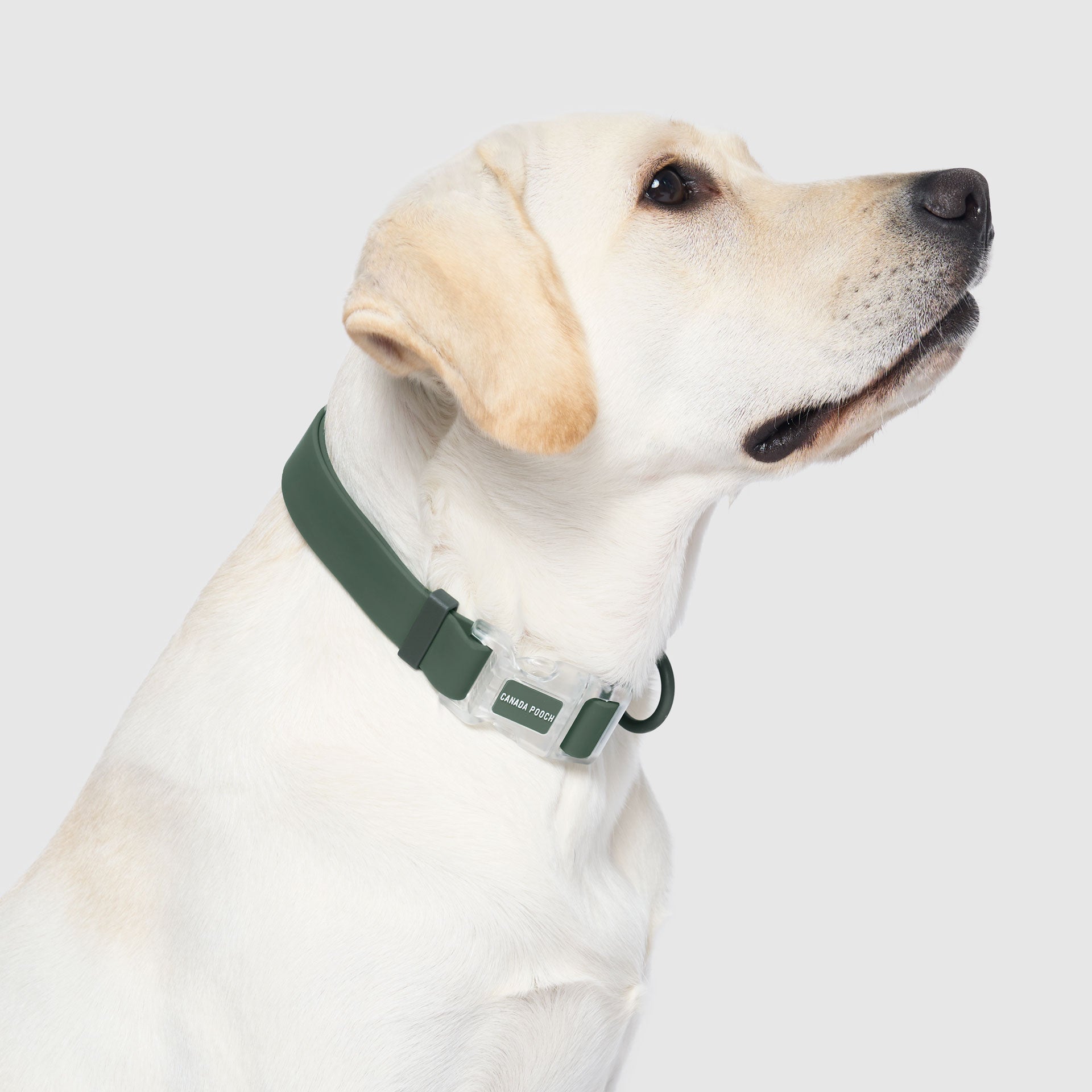Waterproof Collar by Canada Pooch | Canadapoud 28A8