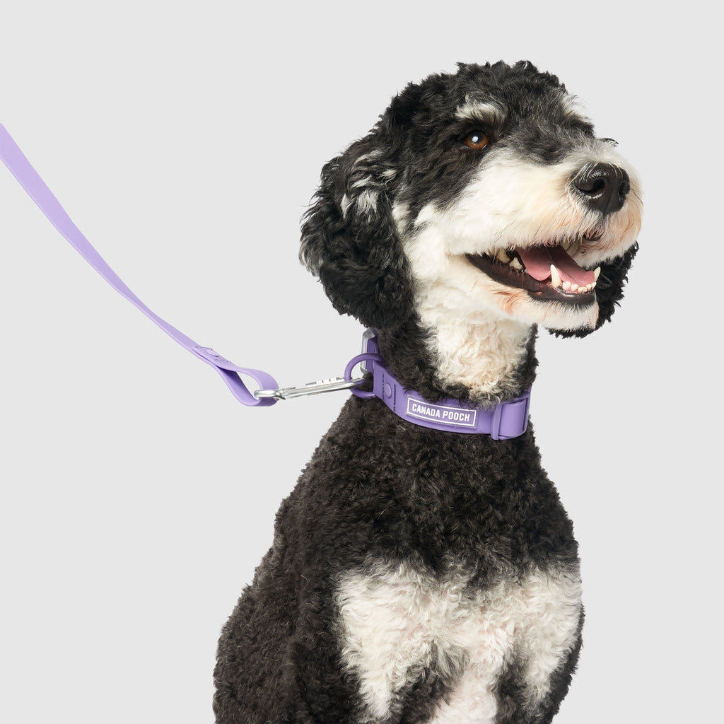 Waterproof Collar by Canada Pooch | Canadapoud 28A8