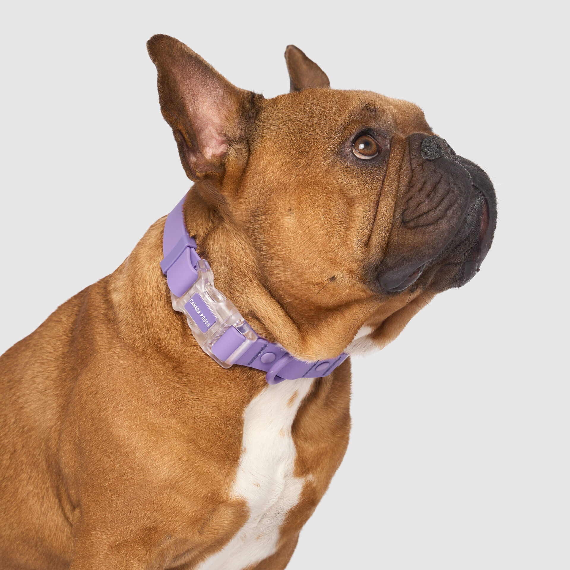 Waterproof Collar by Canada Pooch | Canadapoud 28A8