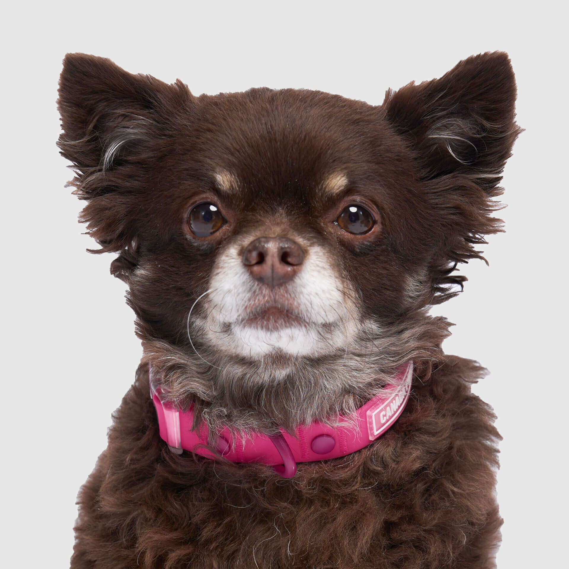Waterproof Collar by Canada Pooch | Canadapoud 28A8