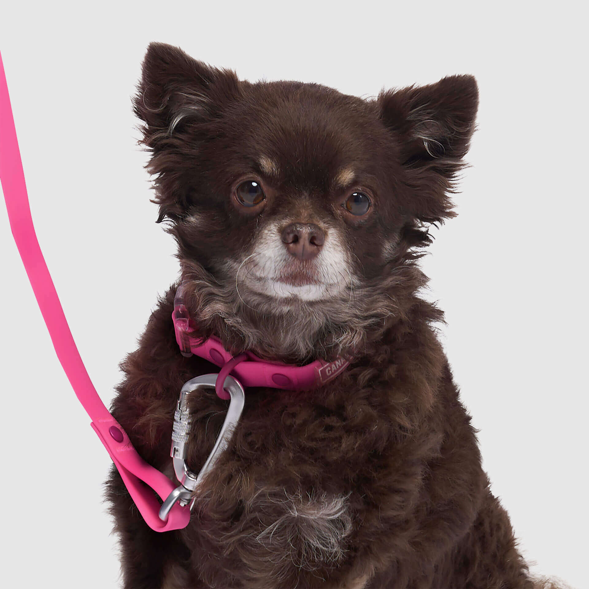 Waterproof Collar by Canada Pooch | Canadapoud 28A8