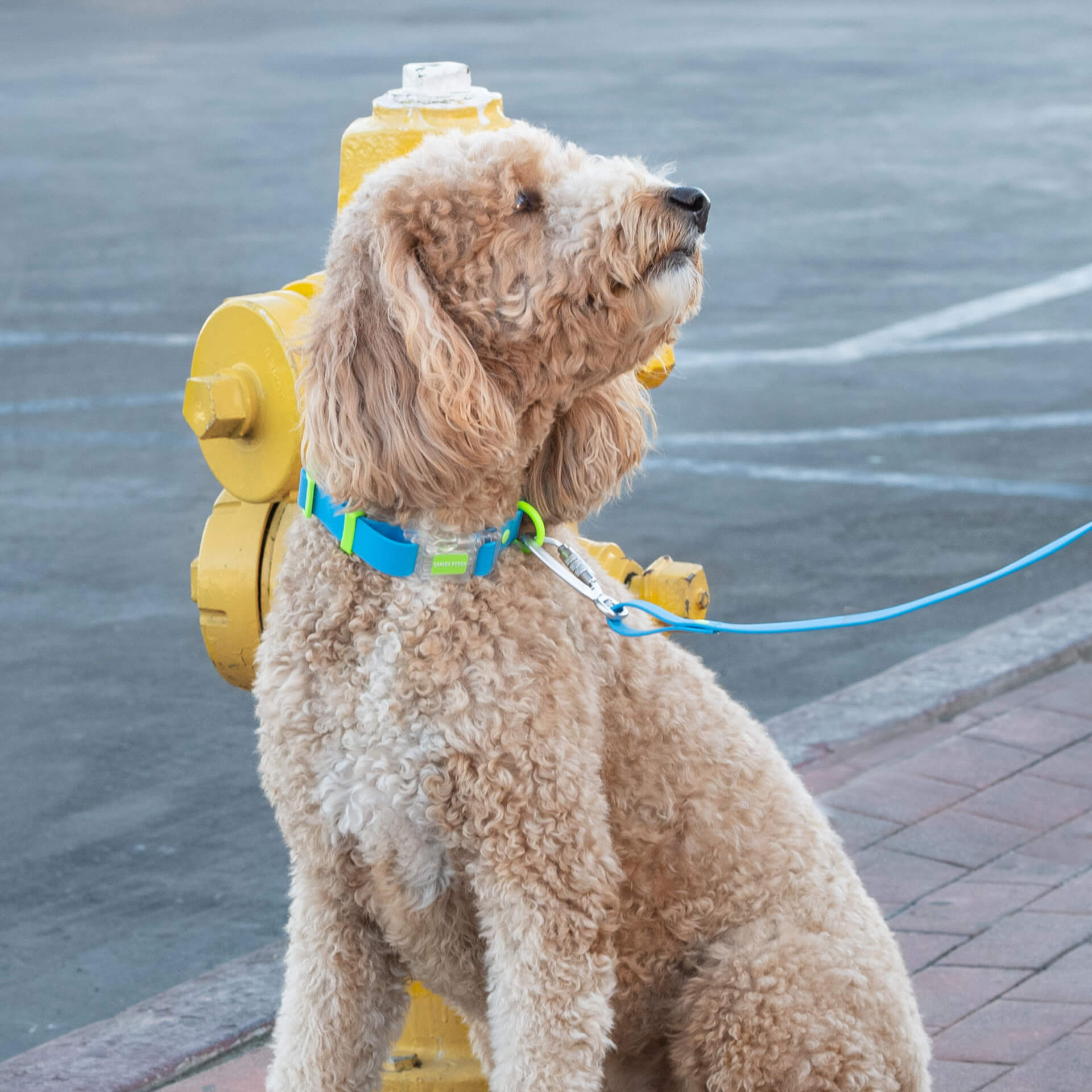 Waterproof Collar by Canada Pooch | Canadapoud 28A8