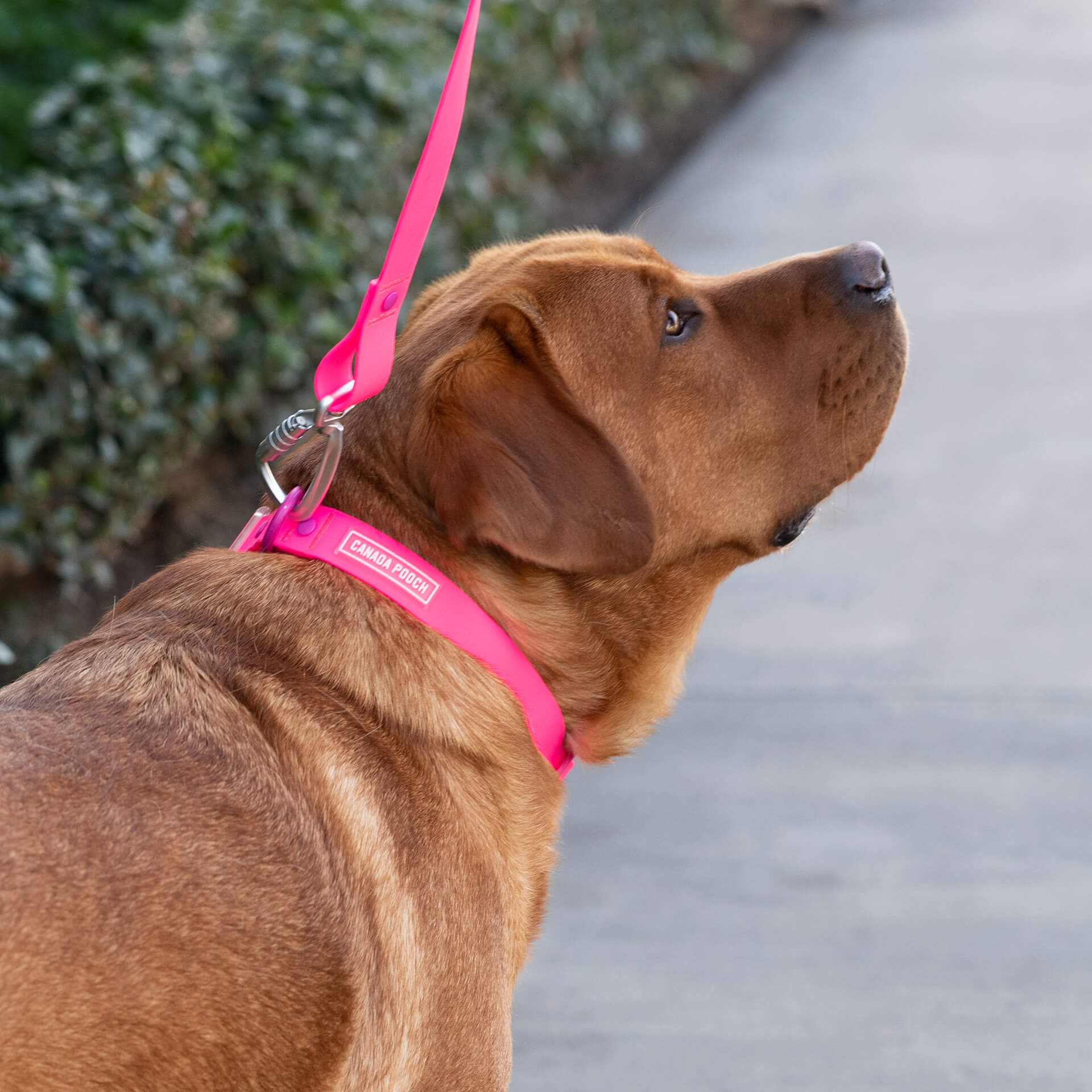Waterproof Leash by Canada Pooch | Canadapoud EB27