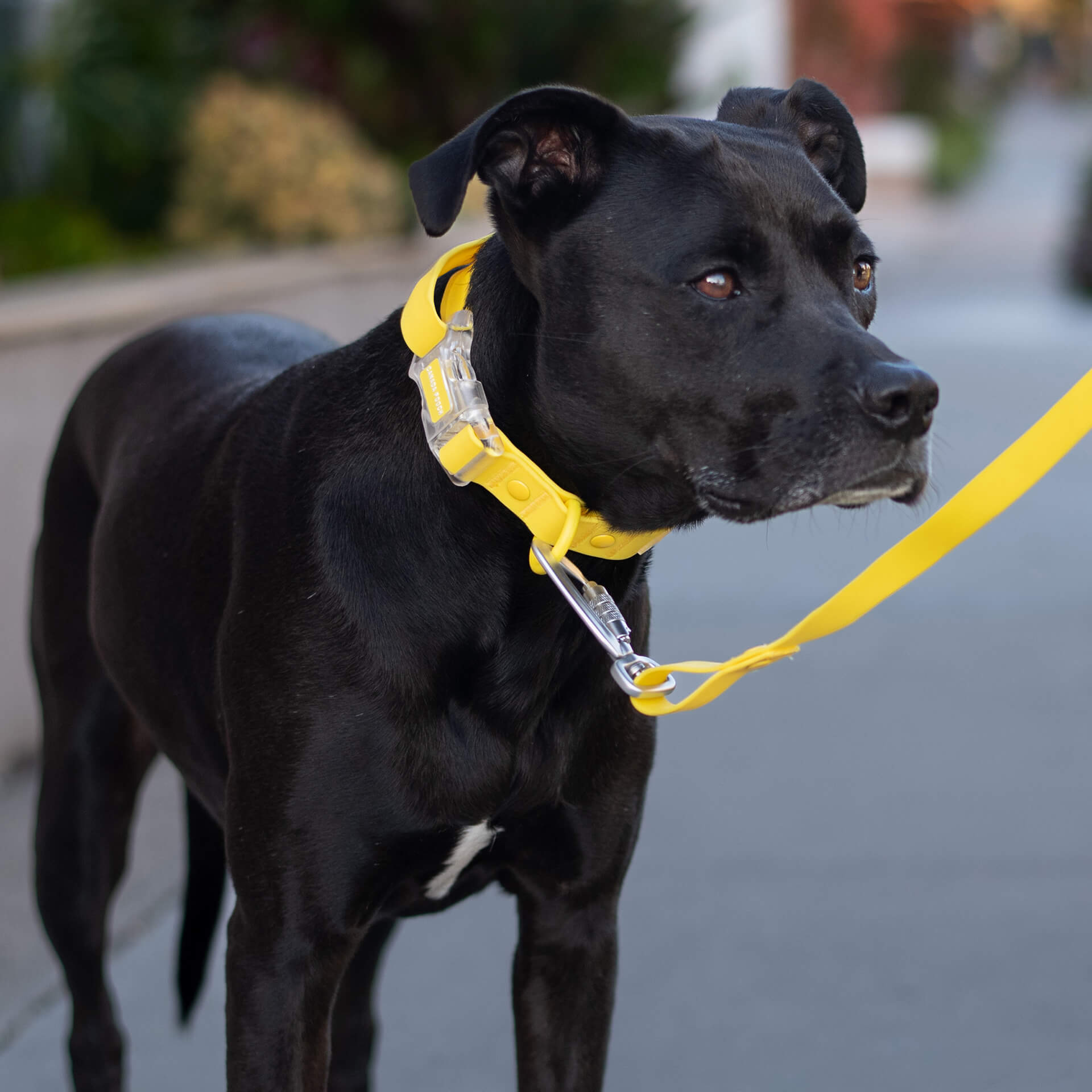 Waterproof Leash by Canada Pooch | Canadapoud EB27