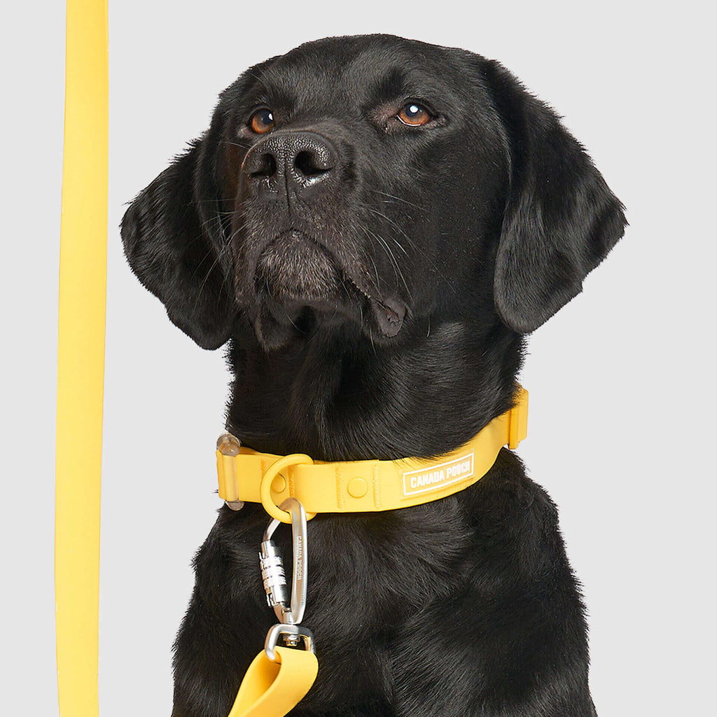 Waterproof Collar by Canada Pooch | Canadapoud 28A8