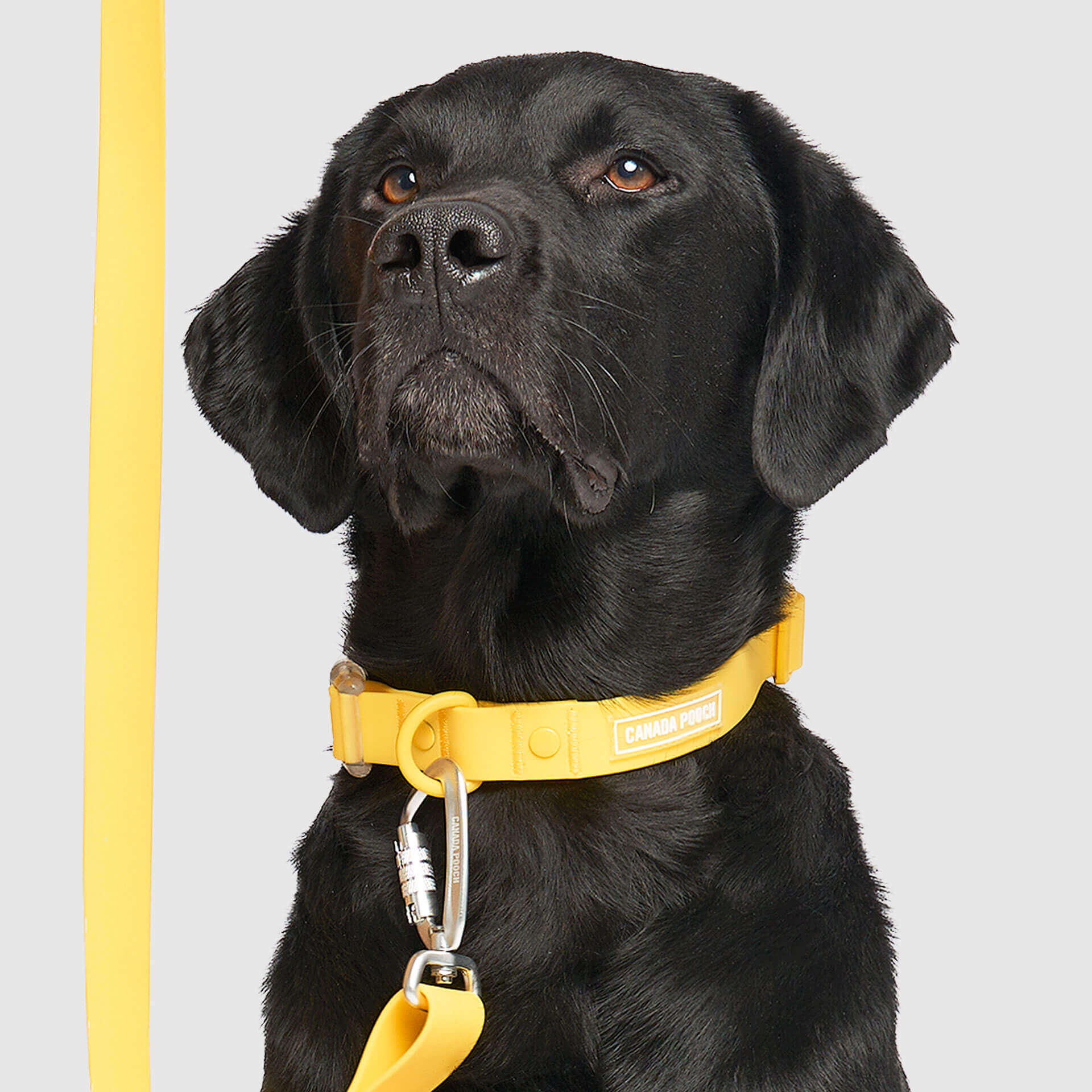 Waterproof Collar by Canada Pooch | Canadapoud 28A8