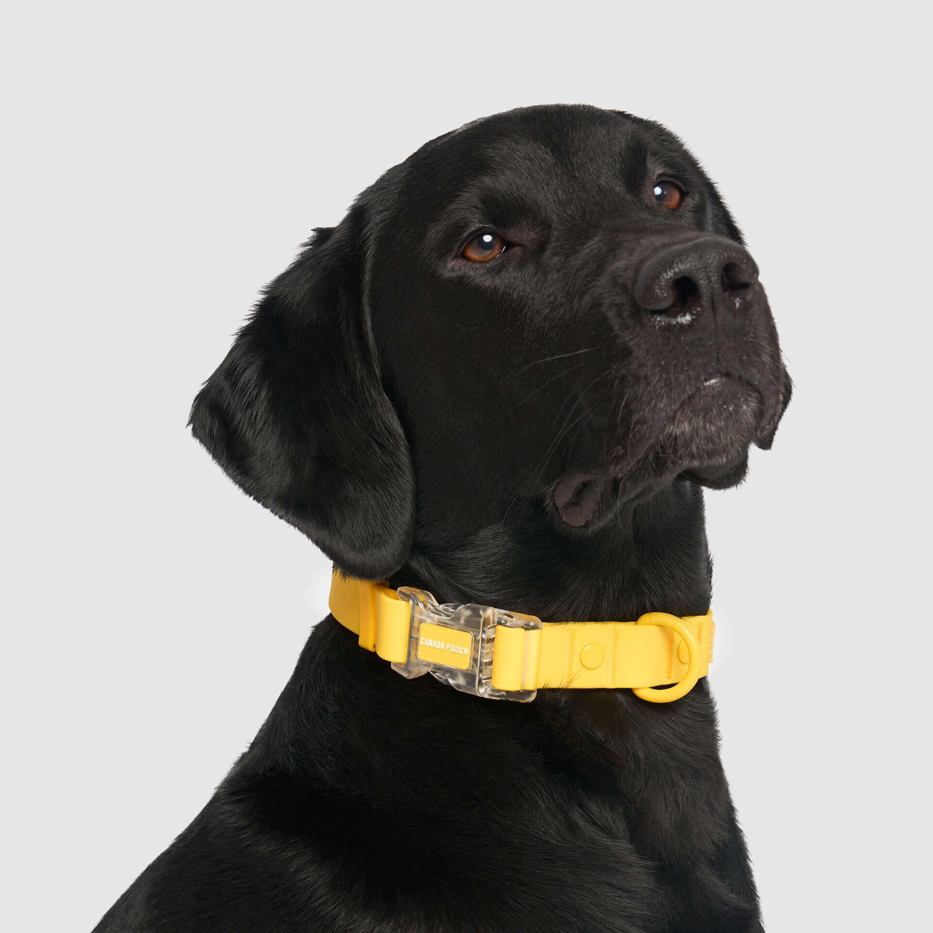Waterproof Collar by Canada Pooch | Canadapoud 28A8