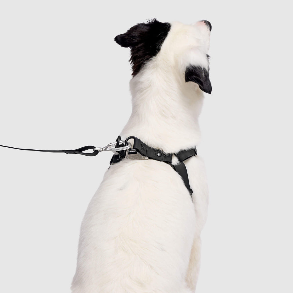 Waterproof Harness by Canada Pooch | Canadapoud 6210