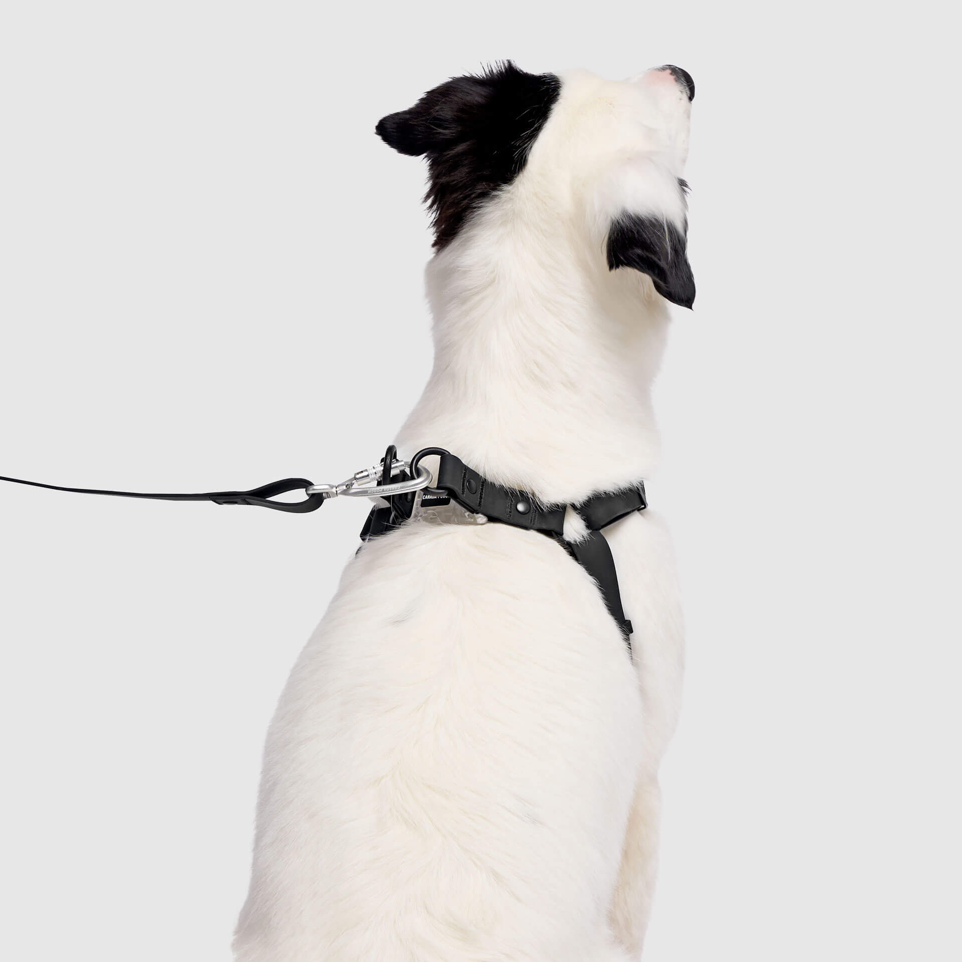 Waterproof Harness by Canada Pooch | Canadapoud 6210