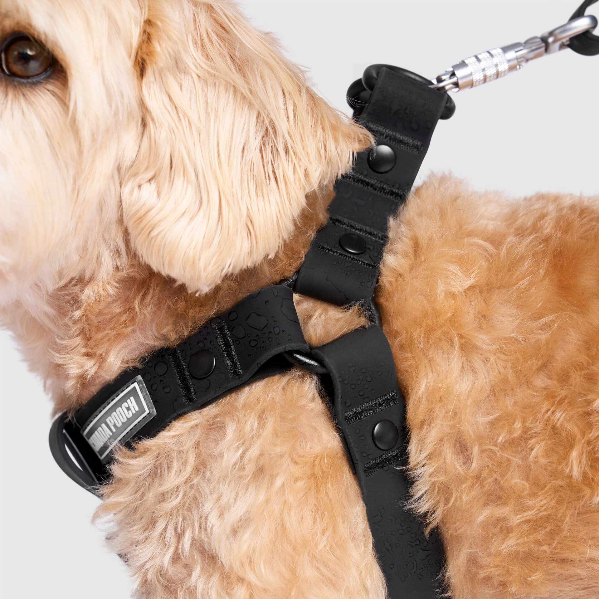 Waterproof Harness by Canada Pooch | Canadapoud D443