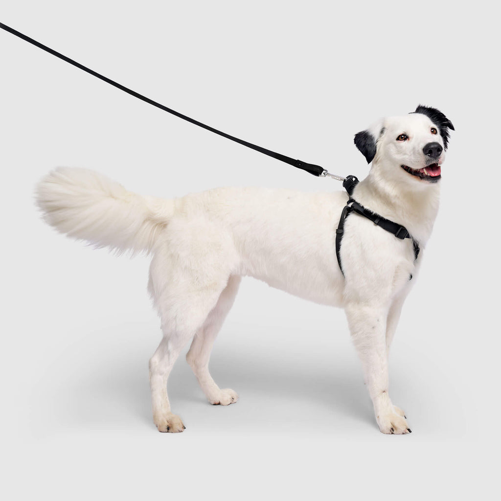 Waterproof Harness by Canada Pooch | Canadapoud 6210