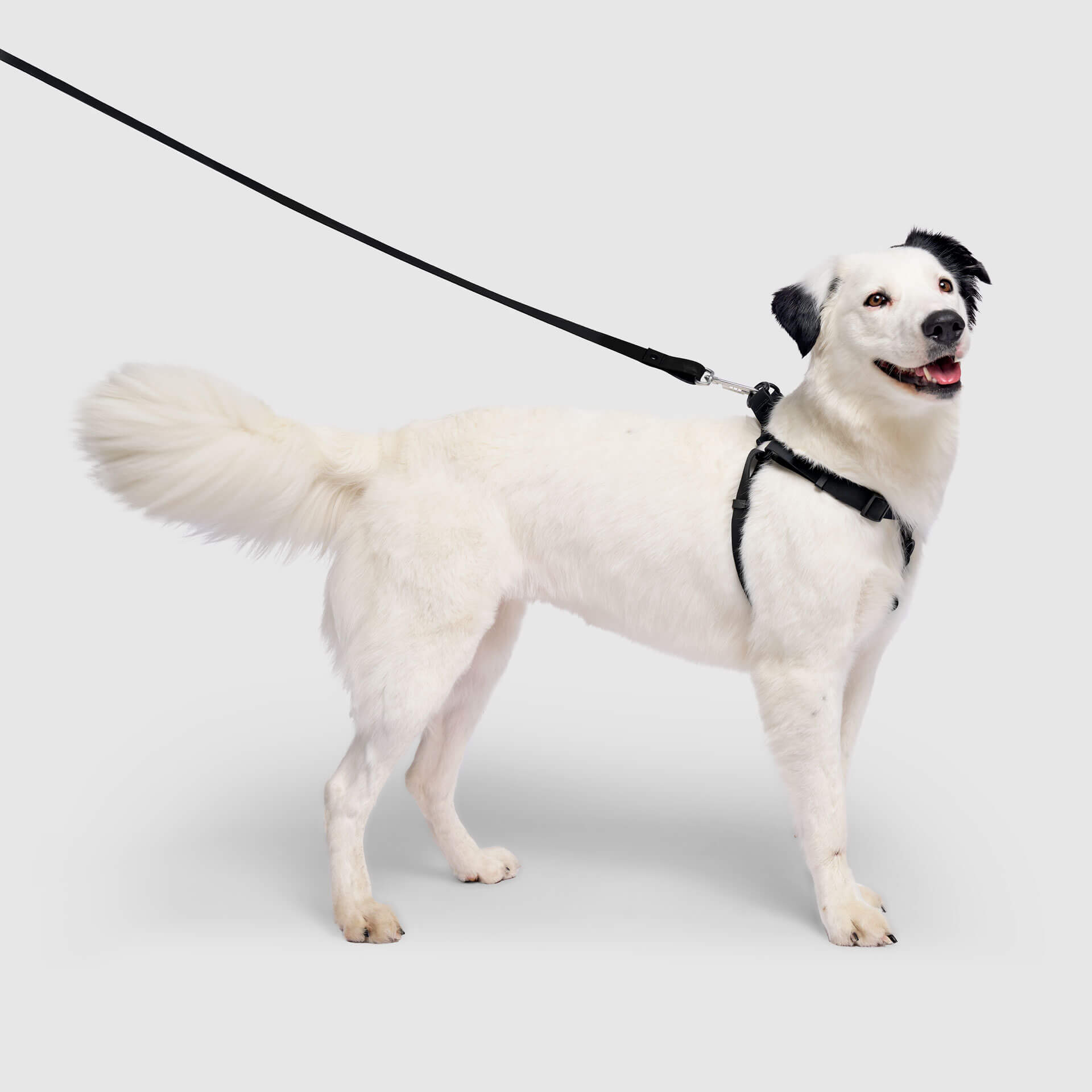 Waterproof Harness by Canada Pooch | Canadapoud D443