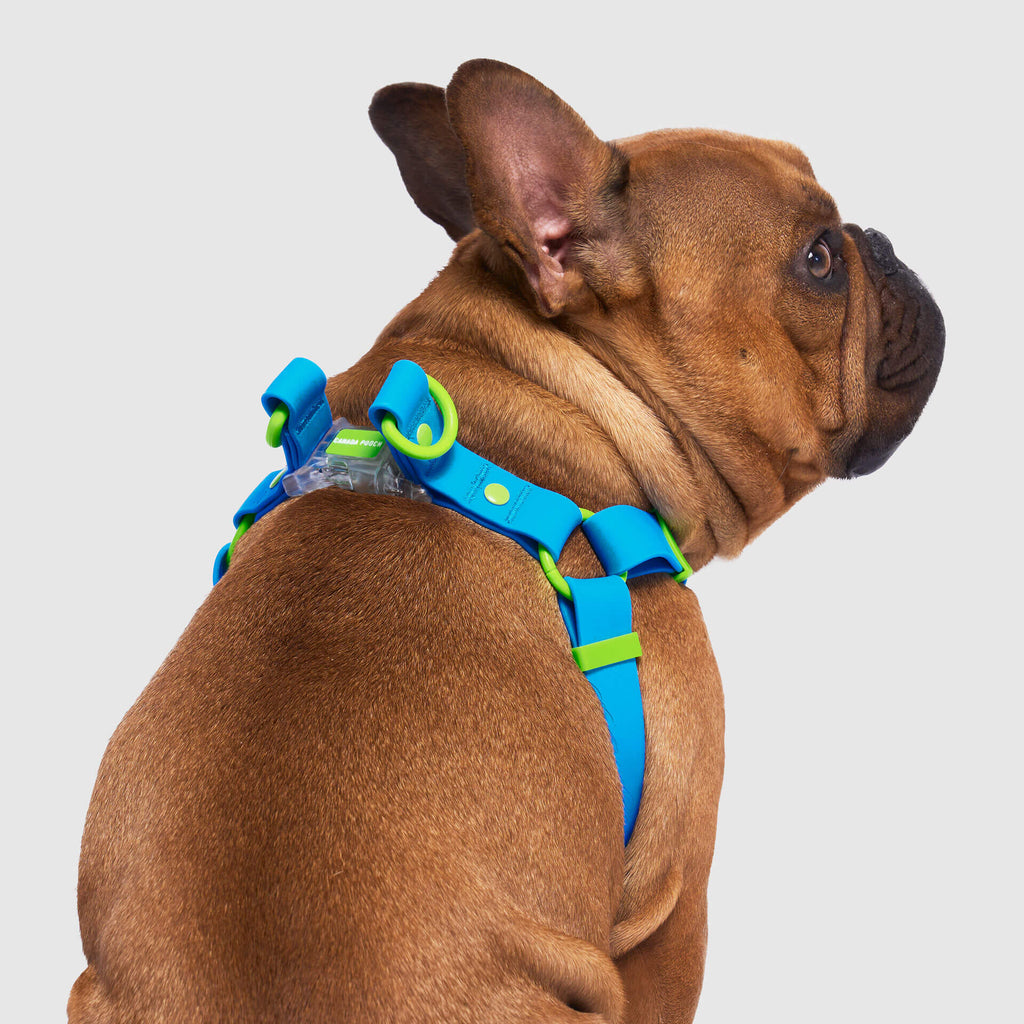 Waterproof Harness by Canada Pooch | Canadapoud 6210