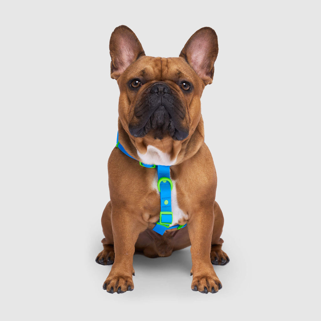 Waterproof Harness by Canada Pooch | Canadapoud 6210
