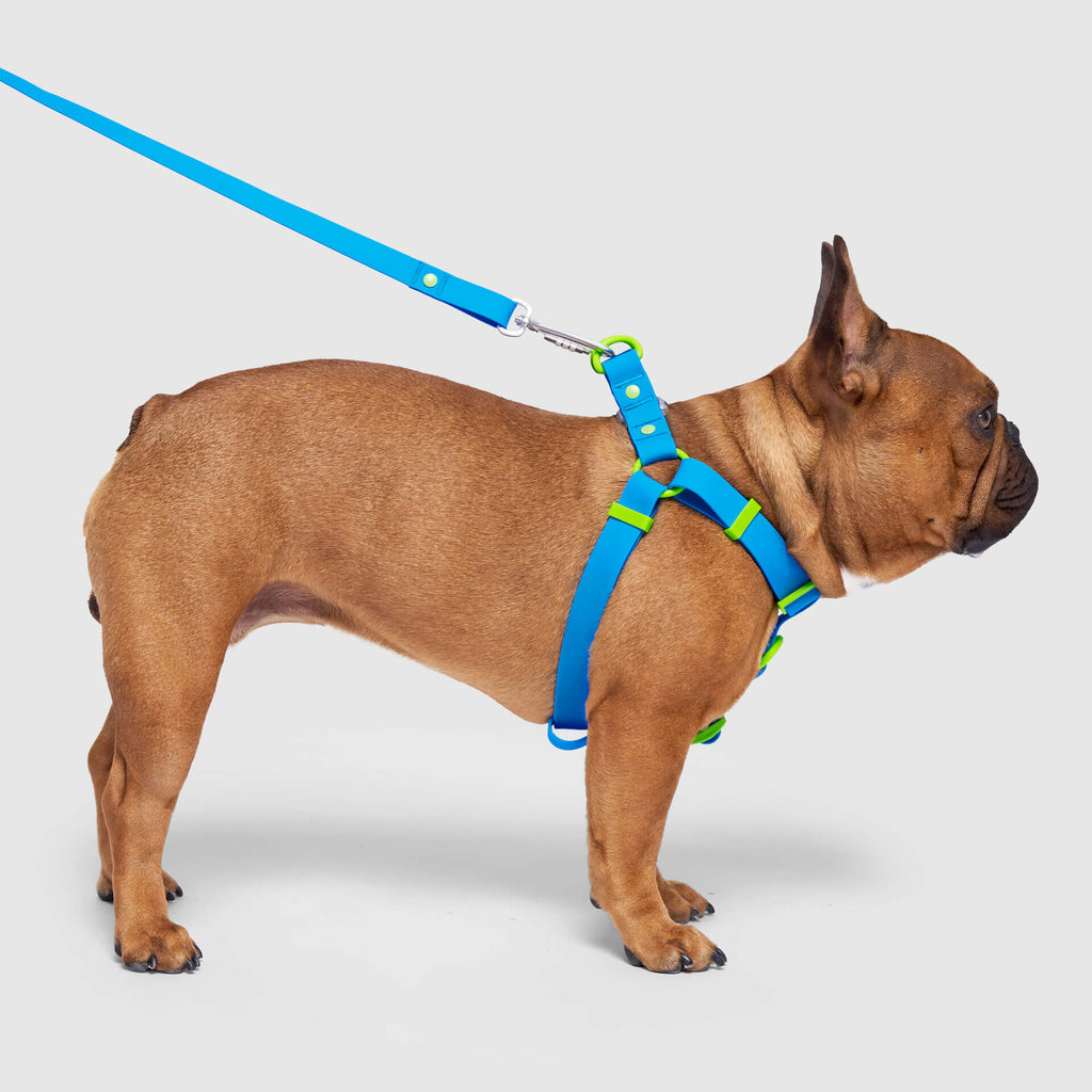 Waterproof Harness by Canada Pooch | Canadapoud 6210