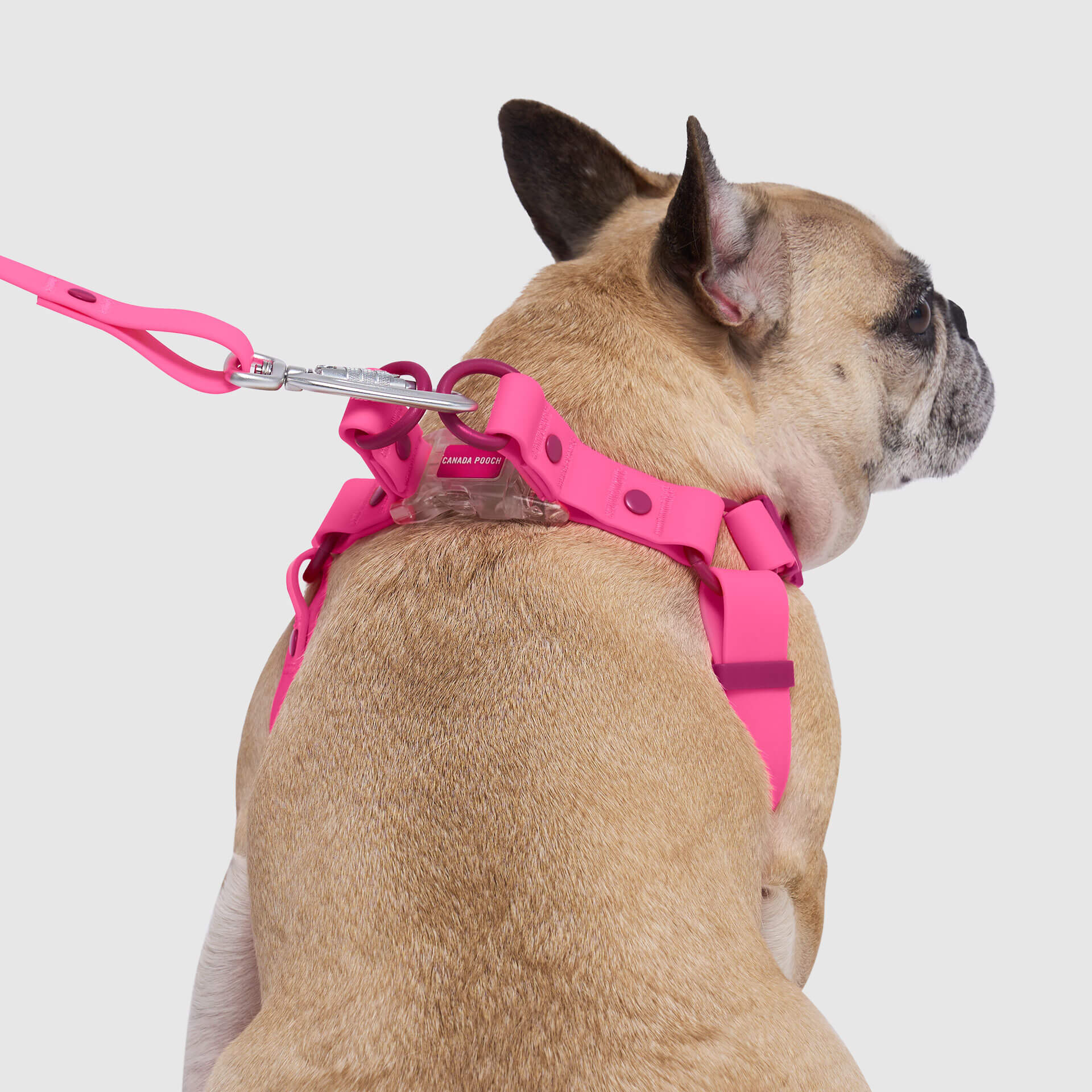 Waterproof Harness by Canada Pooch | Canadapoud 6210