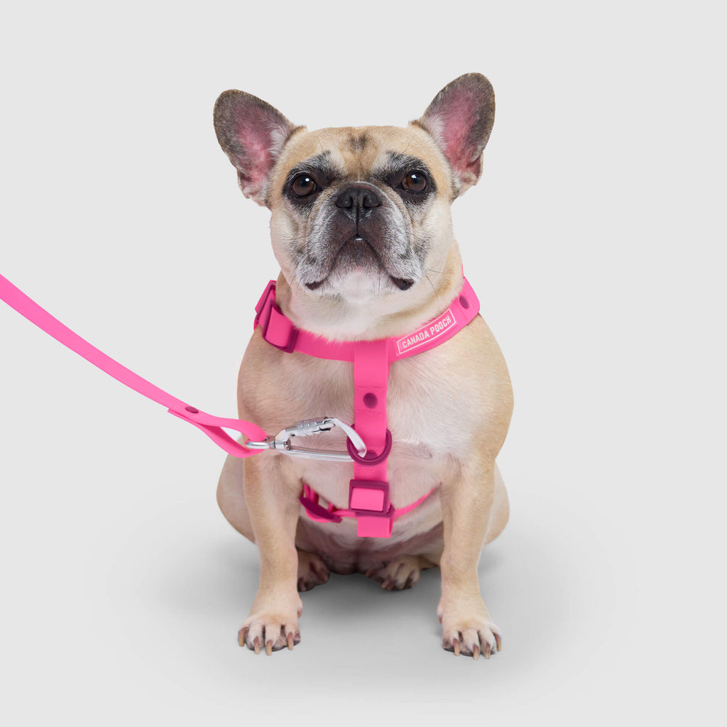 Waterproof Harness by Canada Pooch | Canadapoud 6210