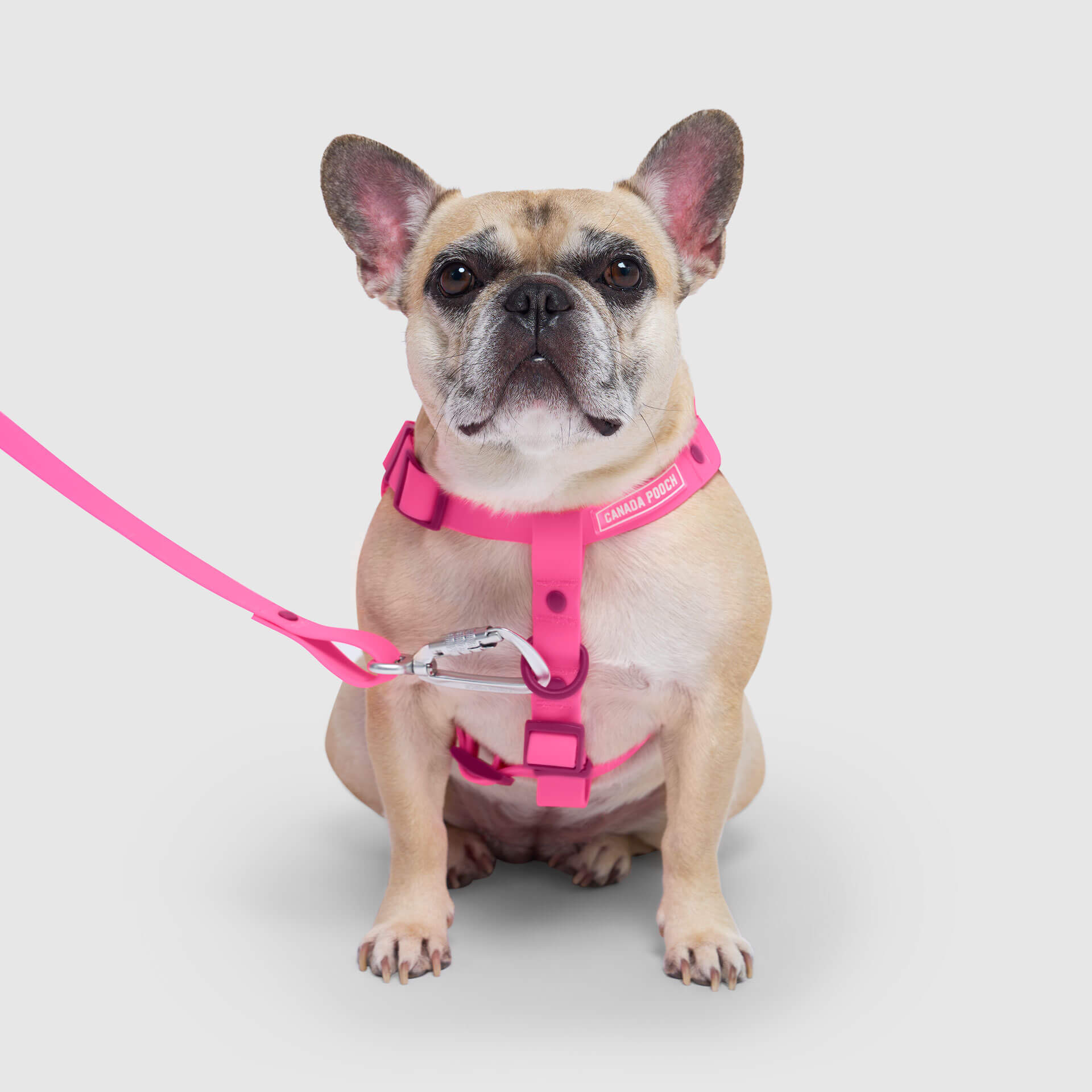 Waterproof Harness by Canada Pooch | Canadapoud 6210
