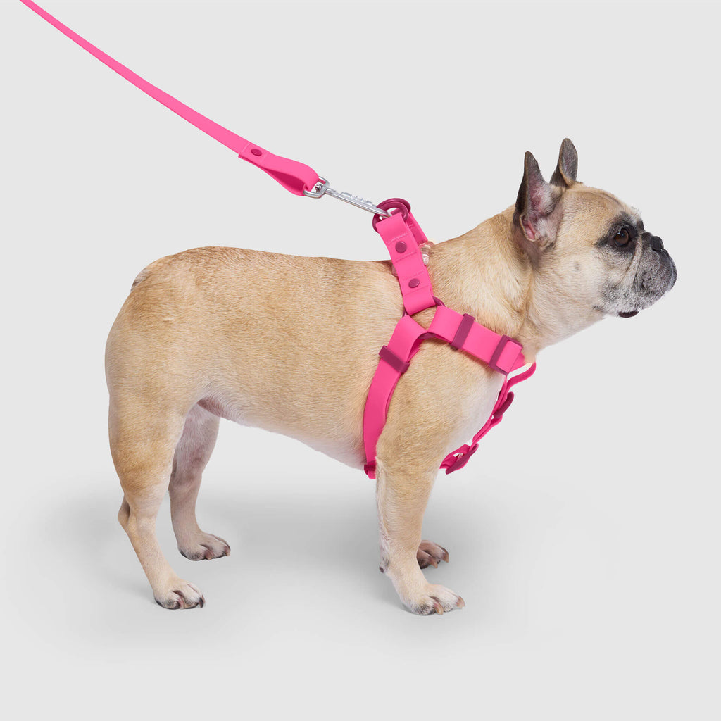 Waterproof Harness by Canada Pooch | Canadapoud 6210