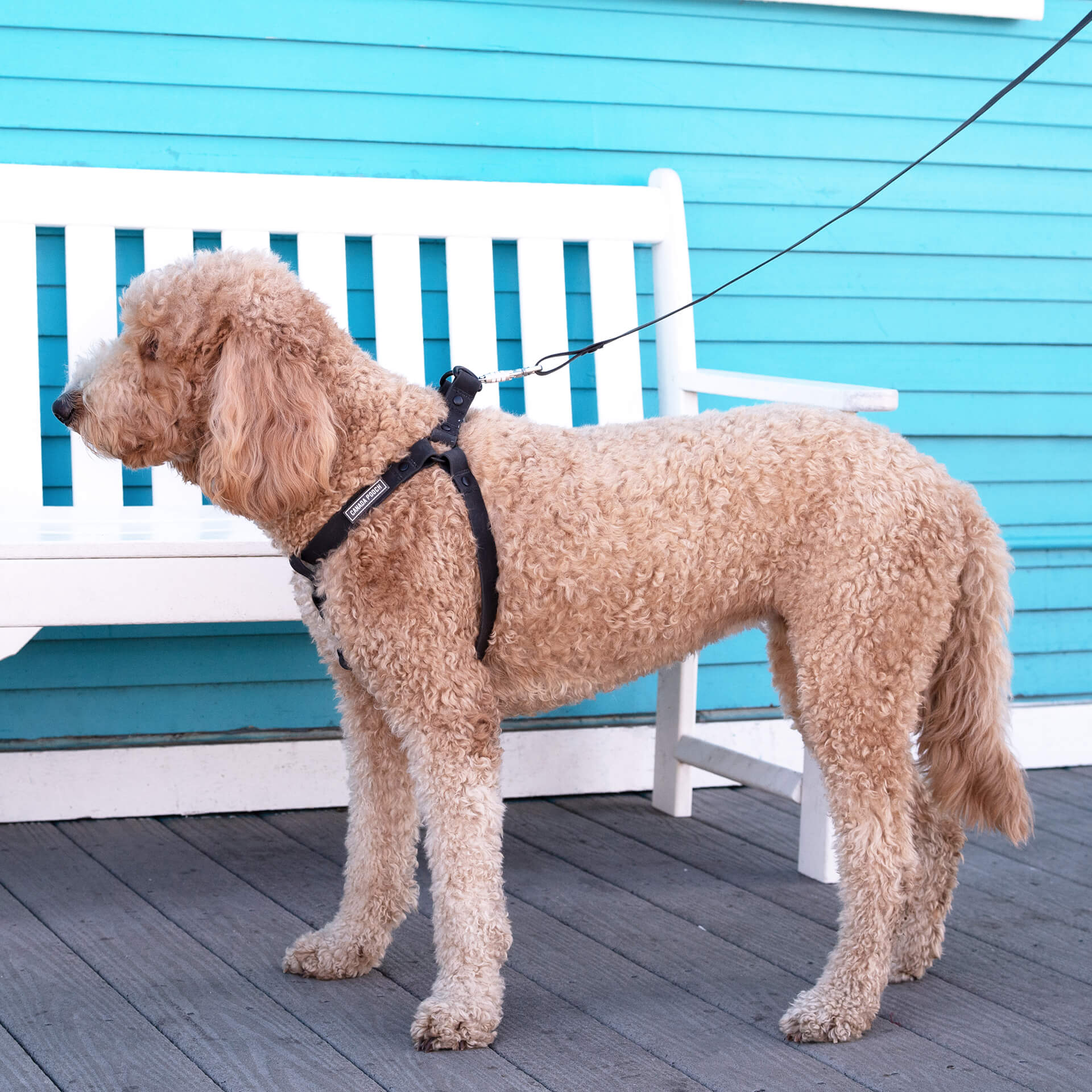 Waterproof Leash by Canada Pooch | Canadapoud EB27