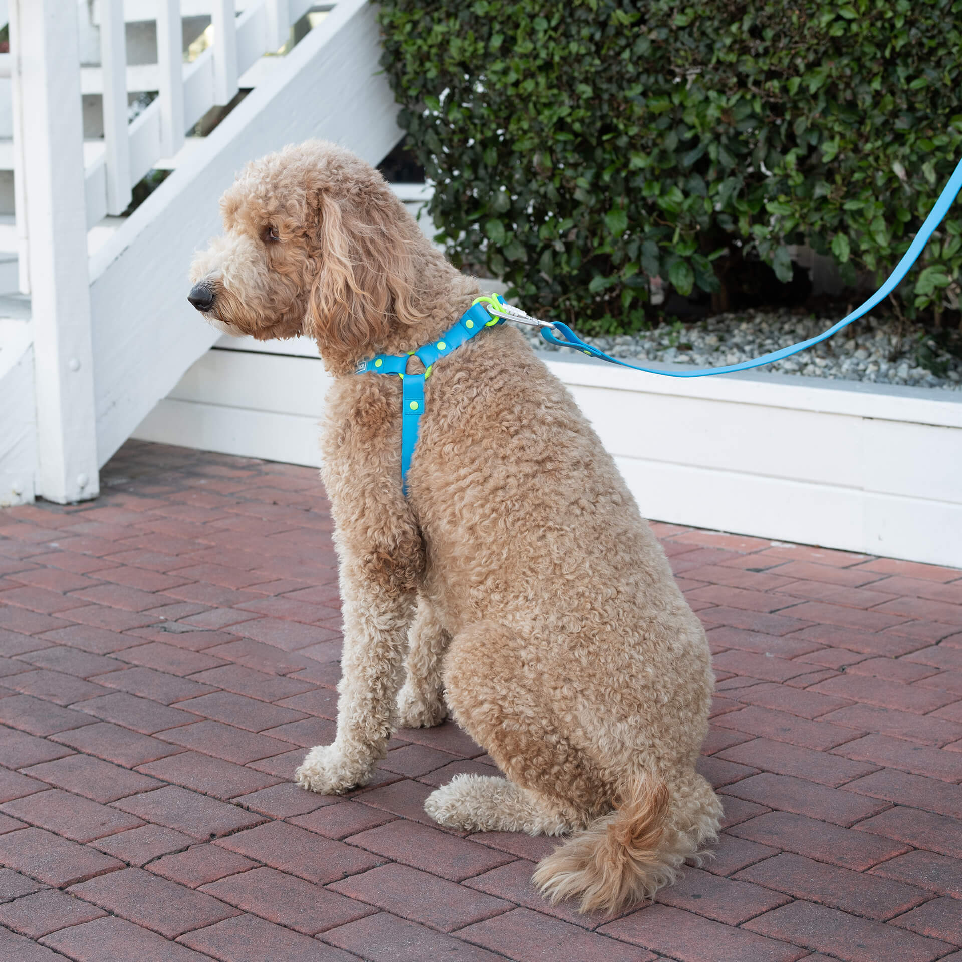 Waterproof Harness by Canada Pooch | Canadapoud D443
