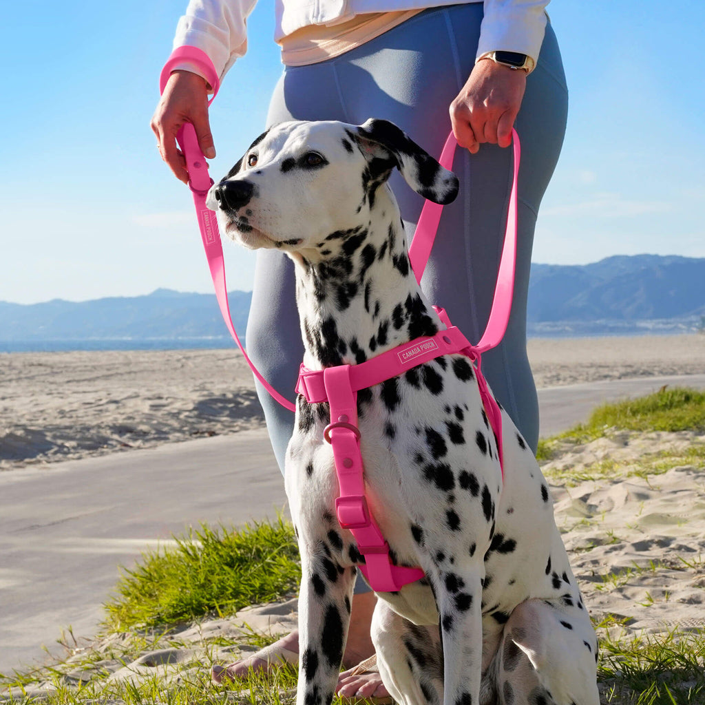 Waterproof Harness by Canada Pooch | Canadapoud 6210