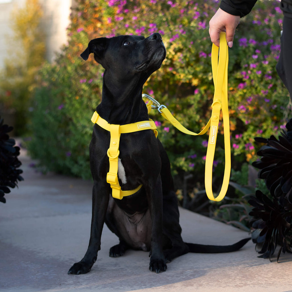 Waterproof Harness by Canada Pooch | Canadapoud 6210