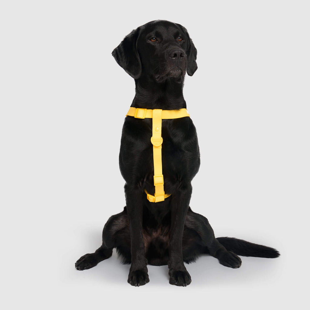 Waterproof Harness by Canada Pooch | Canadapoud 6210