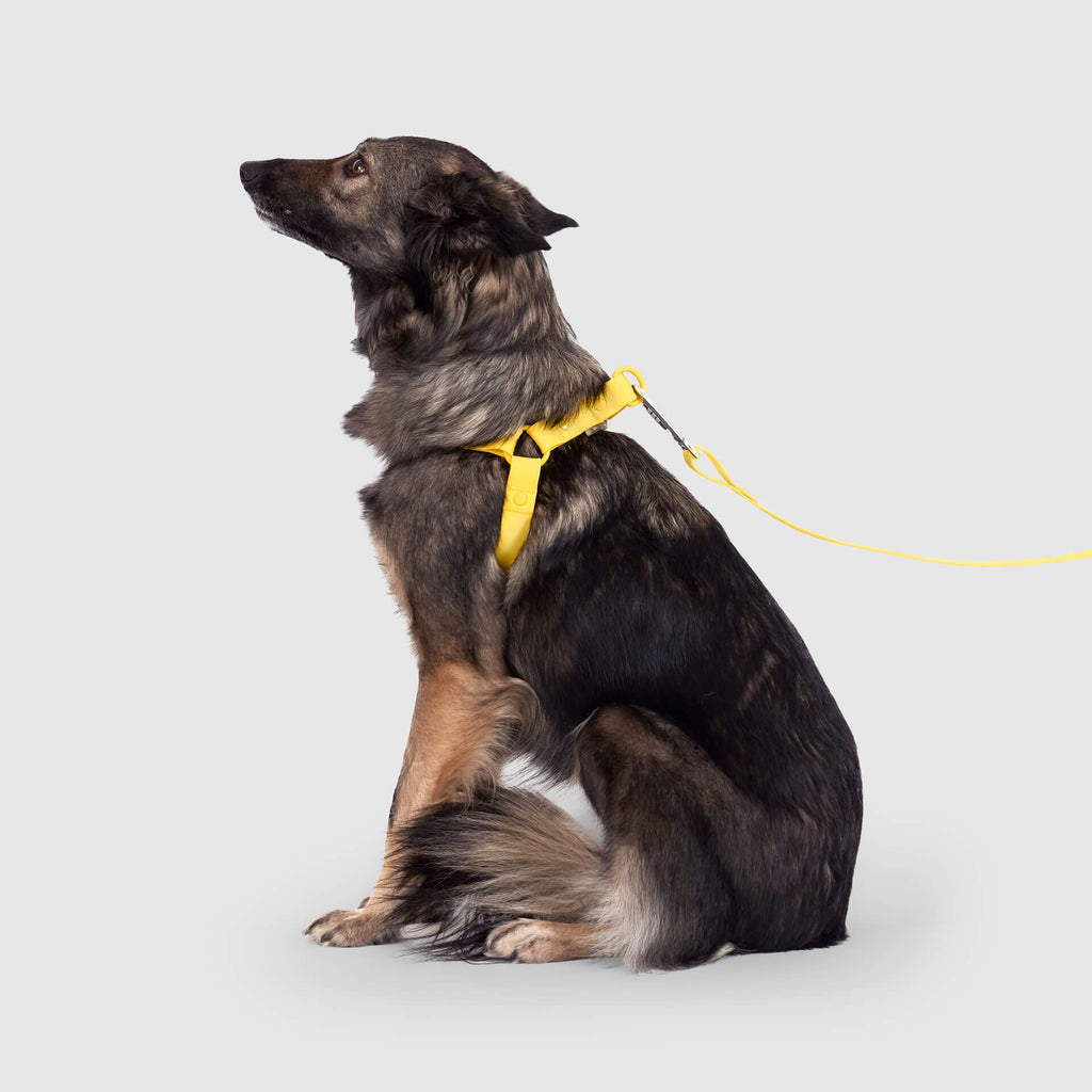 Waterproof Harness by Canada Pooch | Canadapoud 6210