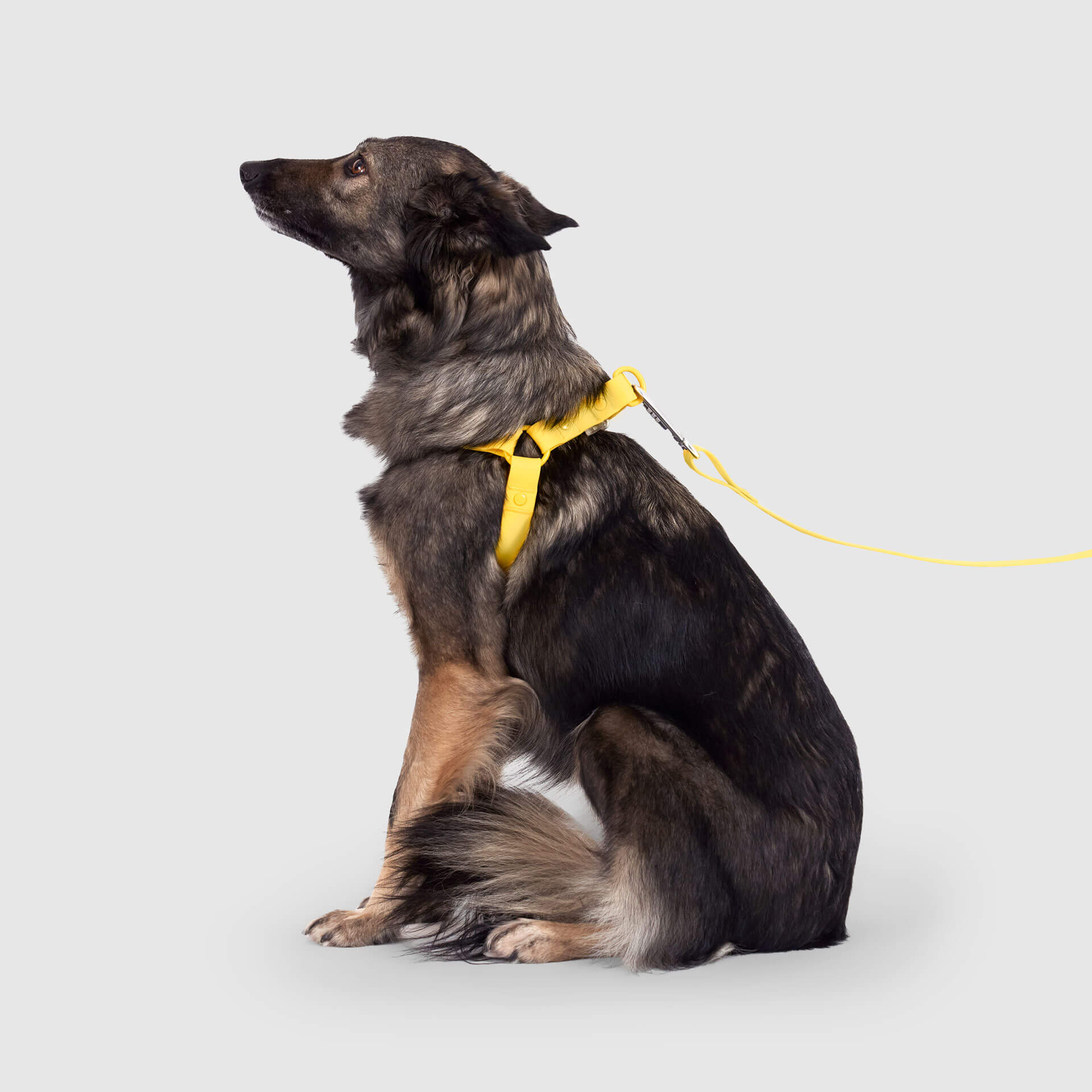 Waterproof Harness by Canada Pooch | Canadapoud 6210