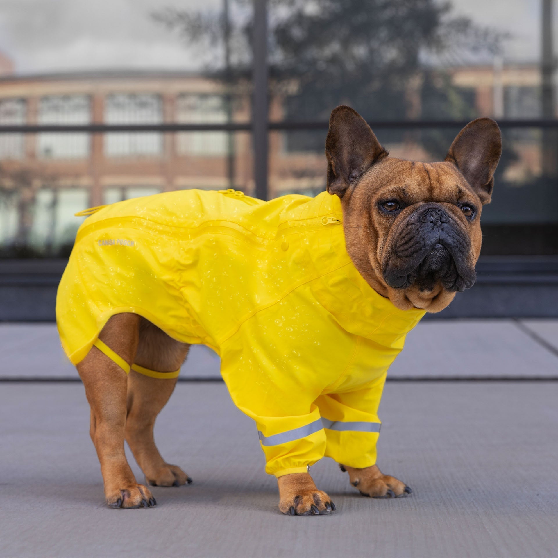 Waterproof Raincoat by Canada Pooch | Canadapoud 71AE