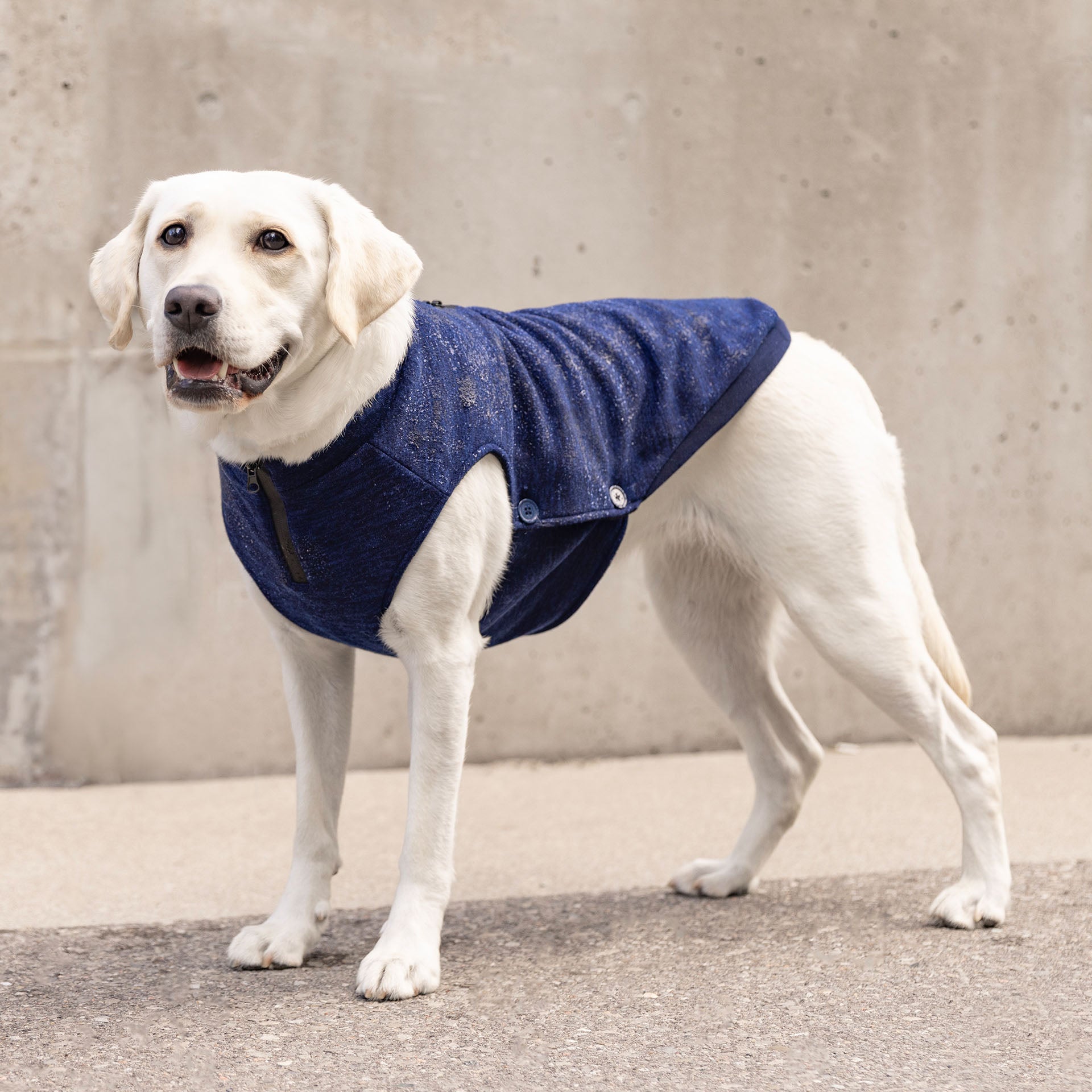 Waterproof Sweater by Canada Pooch | Canadapoud 7EF8