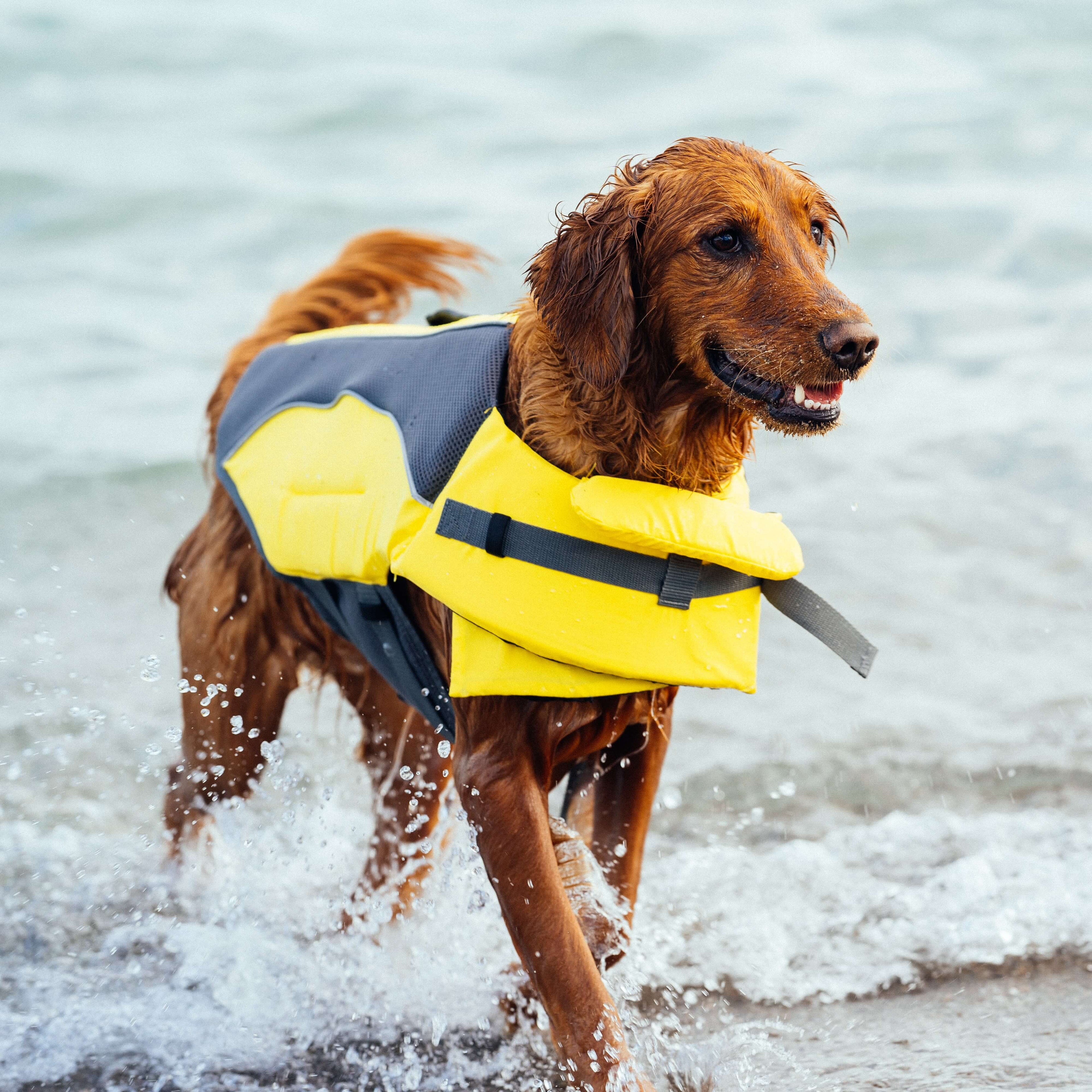 Wave Rider Life Jacket by Canada Pooch | Canadapoud 857A