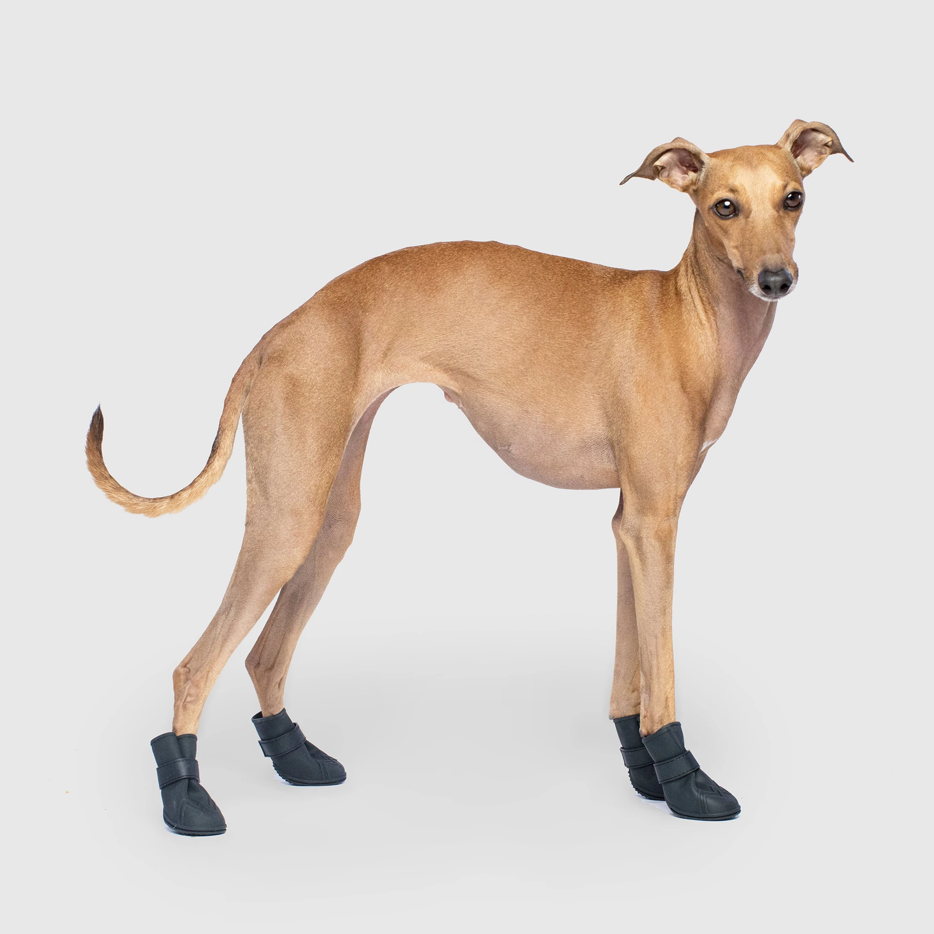 Unlined Wellies by Canada Pooch | Canadapoud 7333