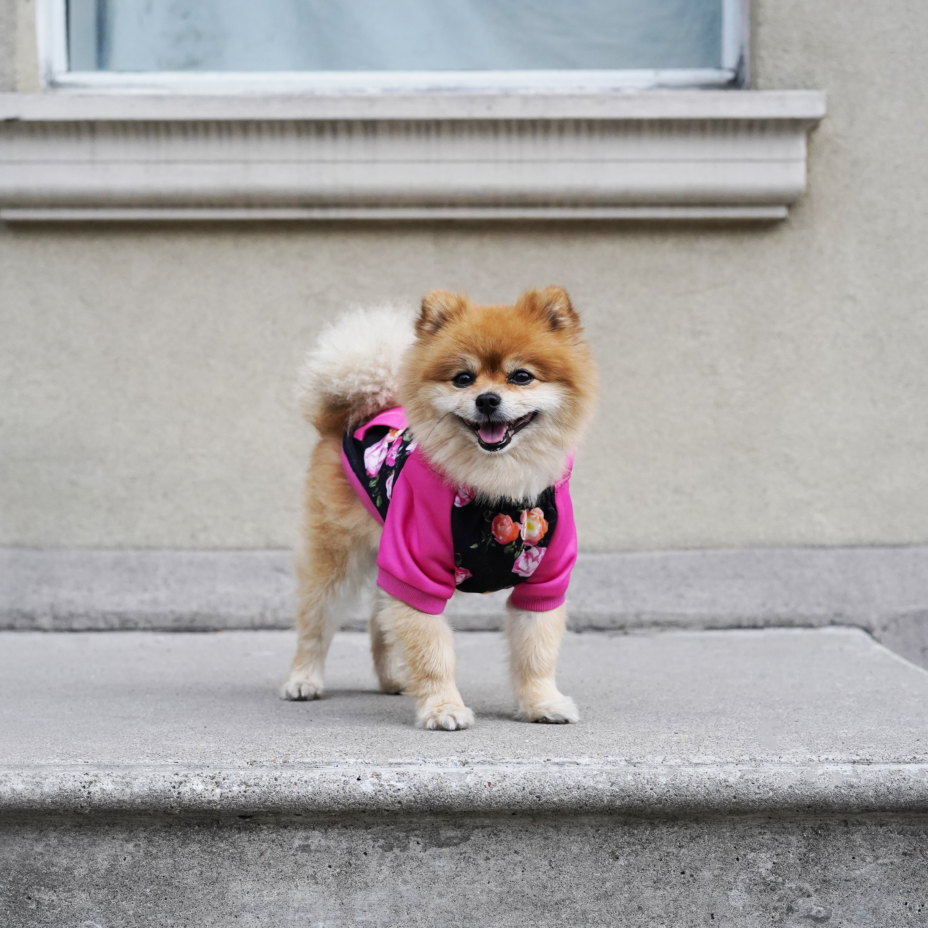 Whatever The Weather Hoodie by Canada Pooch | Canadapoud 9FBF